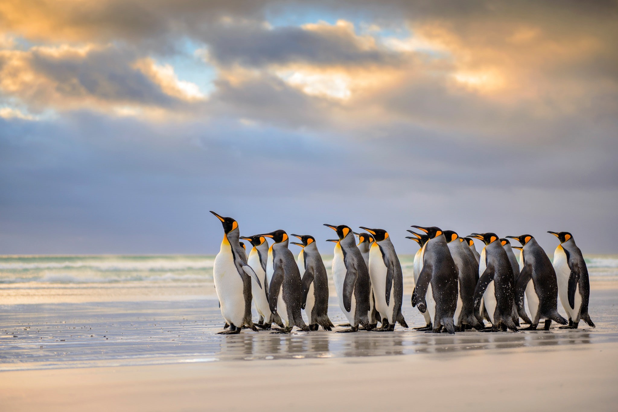 king, islands, 1080P, penguins, Falkland Islands, King Penguins, Atlantic Beach, falkland, emperor, penguin, HD Wallpaper