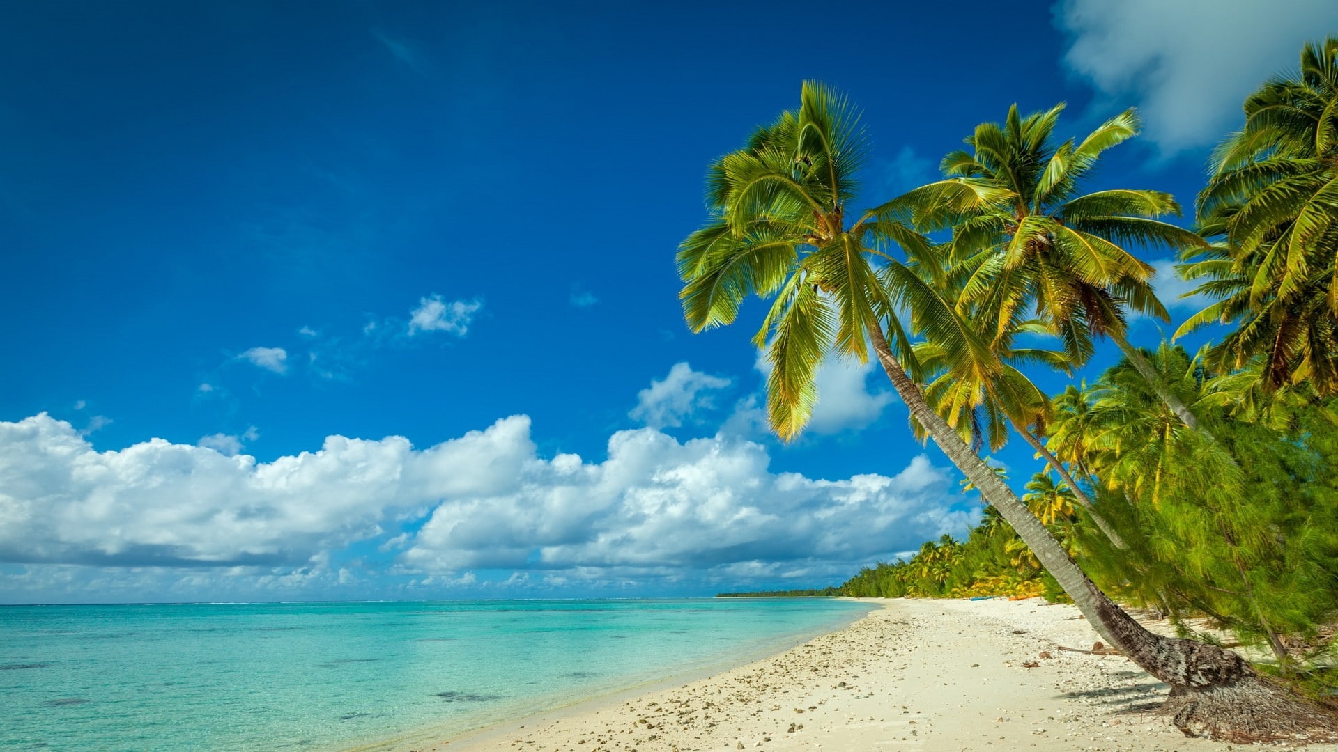 horizon over water, sky, palm tree, outdoors, blue, coconut palm tree, turquoise colored, island, summer, tropical, sea, white, beauty in nature, tropical tree, HD Wallpaper