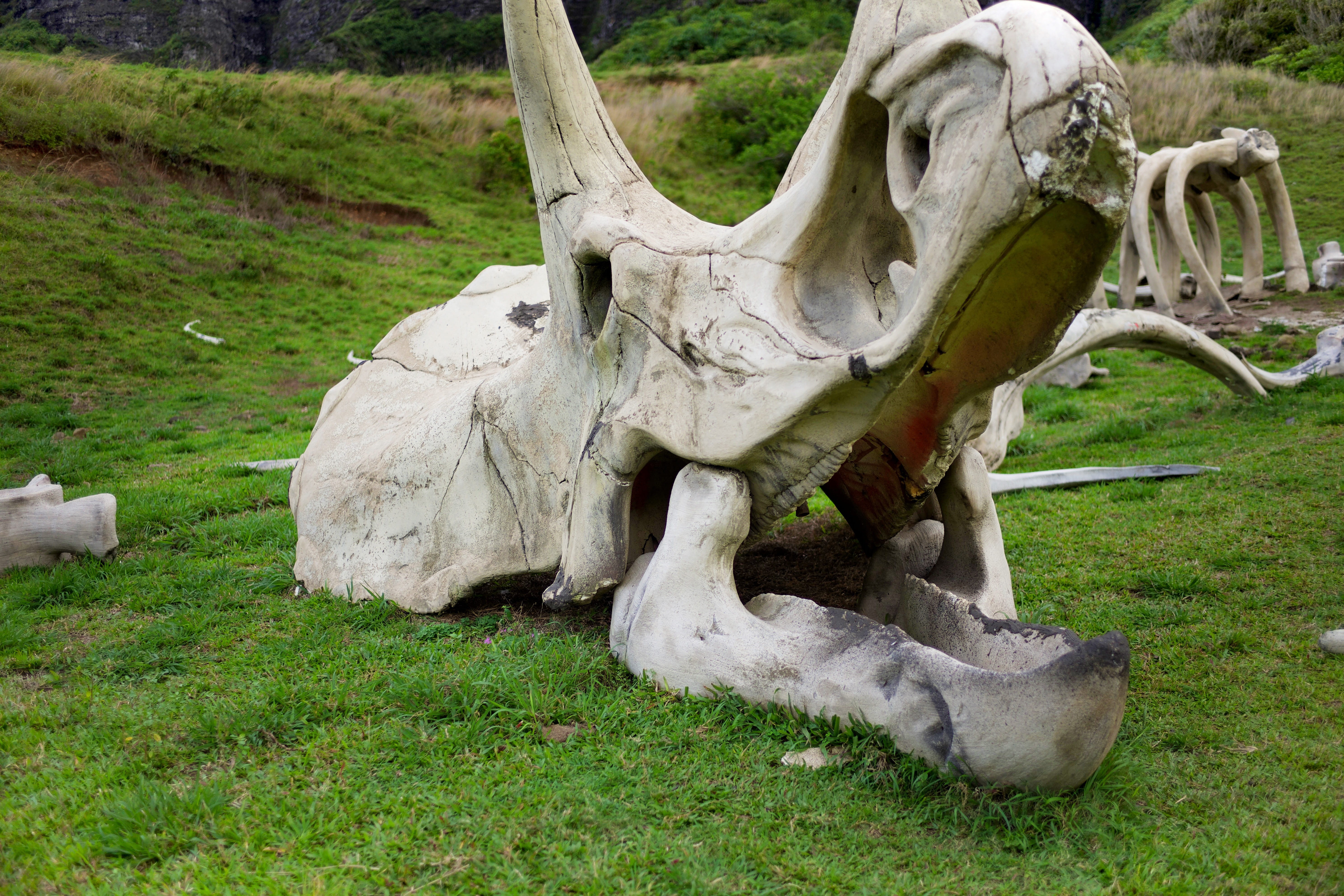 plant, dinosaur, park, herbivorous, animal skeleton, kamehameha hwy + kualoa ranch, skull, animal bone, bone, green color, mammal, field, animal themes, HD Wallpaper