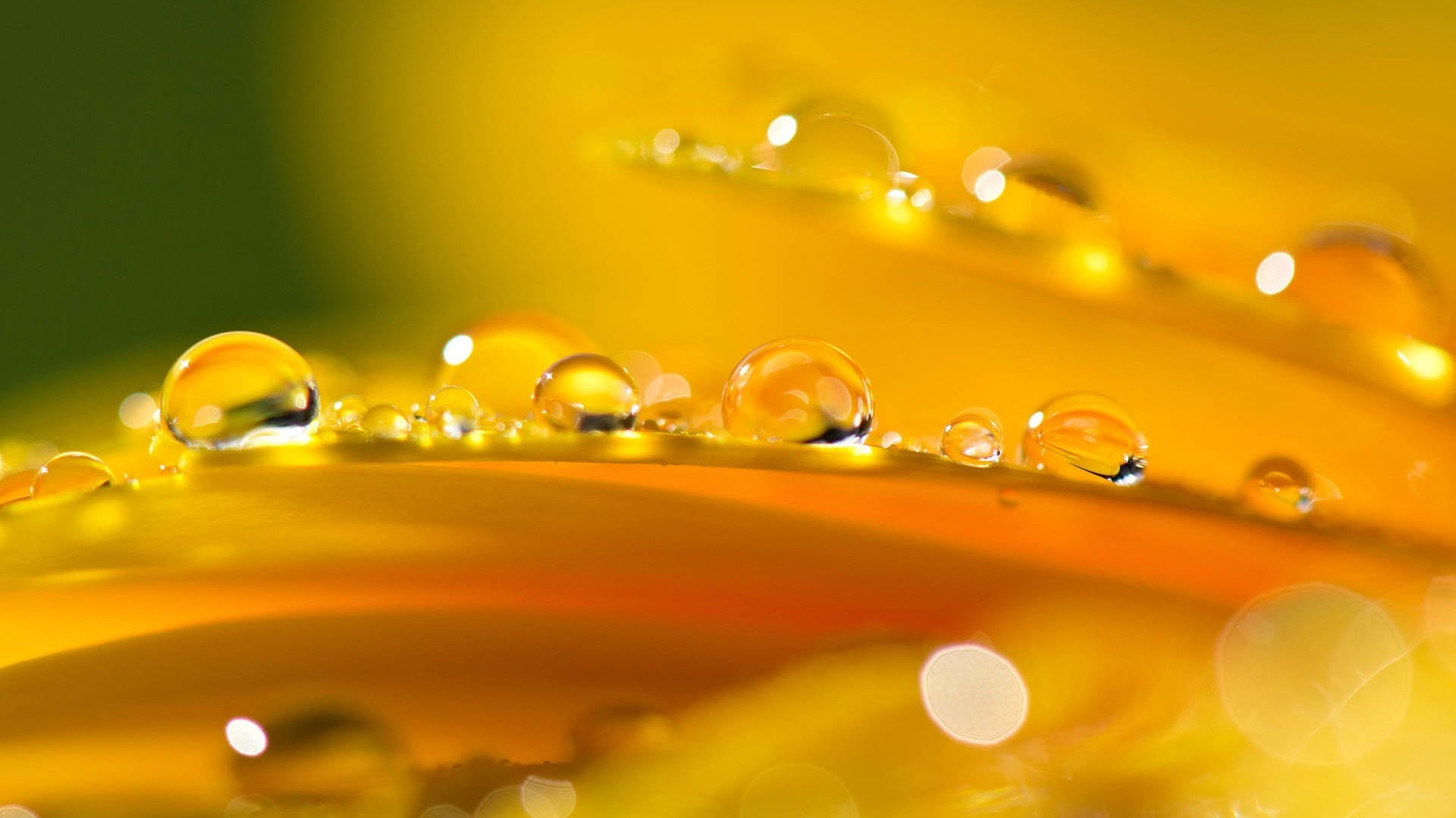circle, nature, shape, rain, backgrounds, 1080P, reflection, water drops, sphere, abstract, abstract backgrounds, no people, dew, bubble, macro, flowers, HD Wallpaper