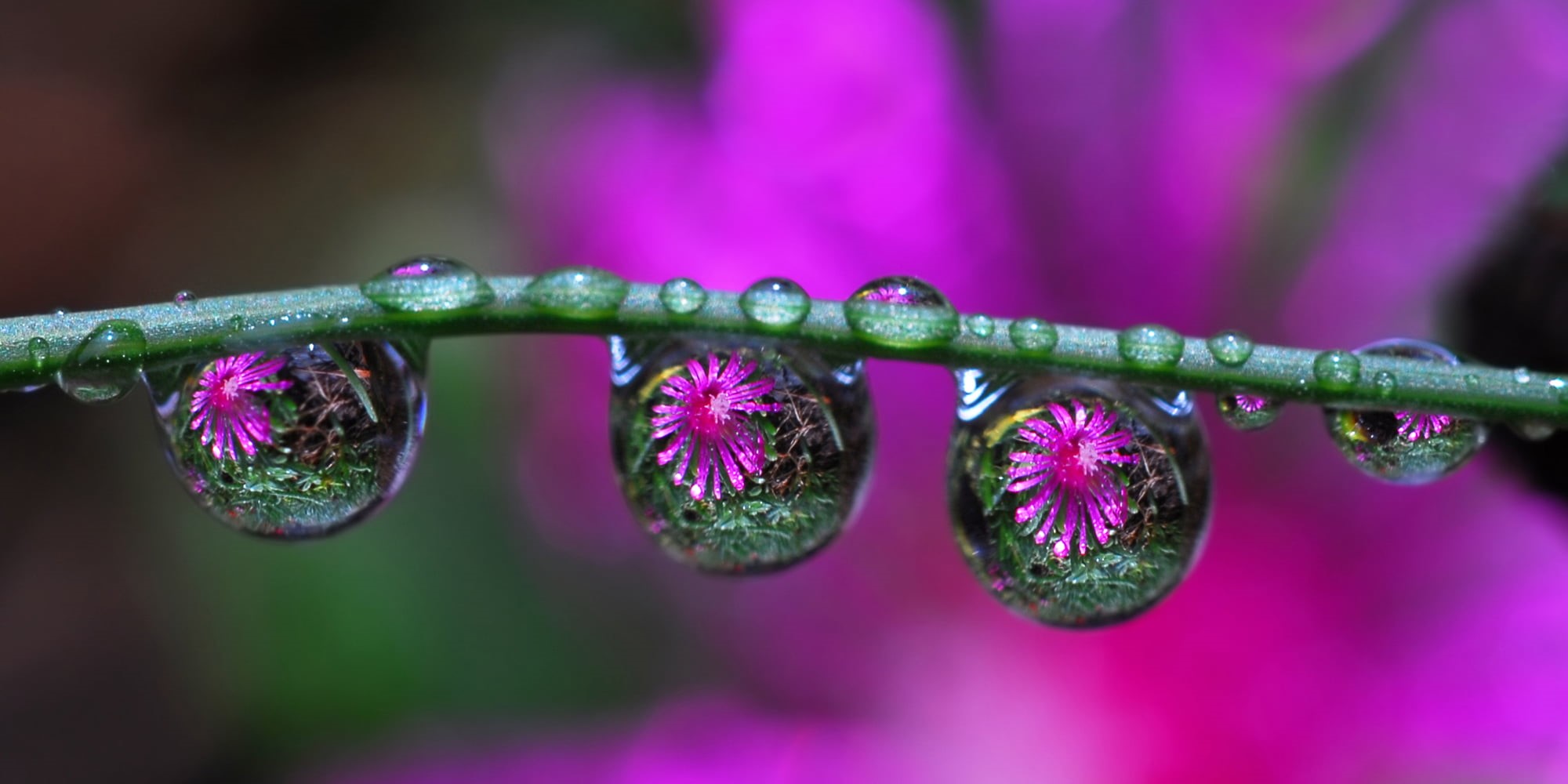 drops, macro, 1080P, macro shot, purple, shot, ice, refraction, nature, close-up, water, HD Wallpaper