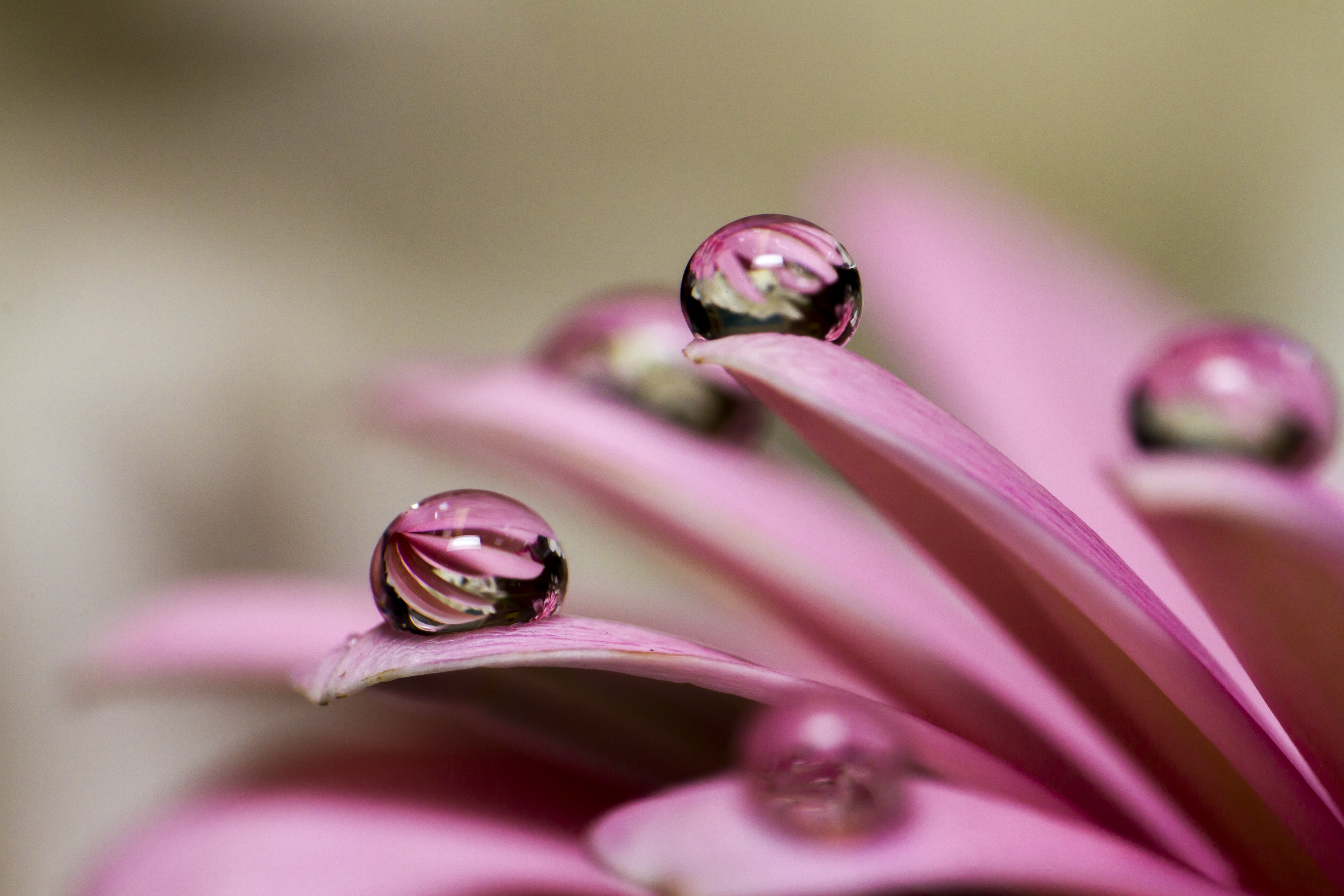 Bokeh, Marbles, DOF, petals, nature, Photography, plant, water drop, close-up, Indoors, drop, Tabletop, daytime, dew, Manic, purple, Valentine, Macro, Marble, HD Wallpaper