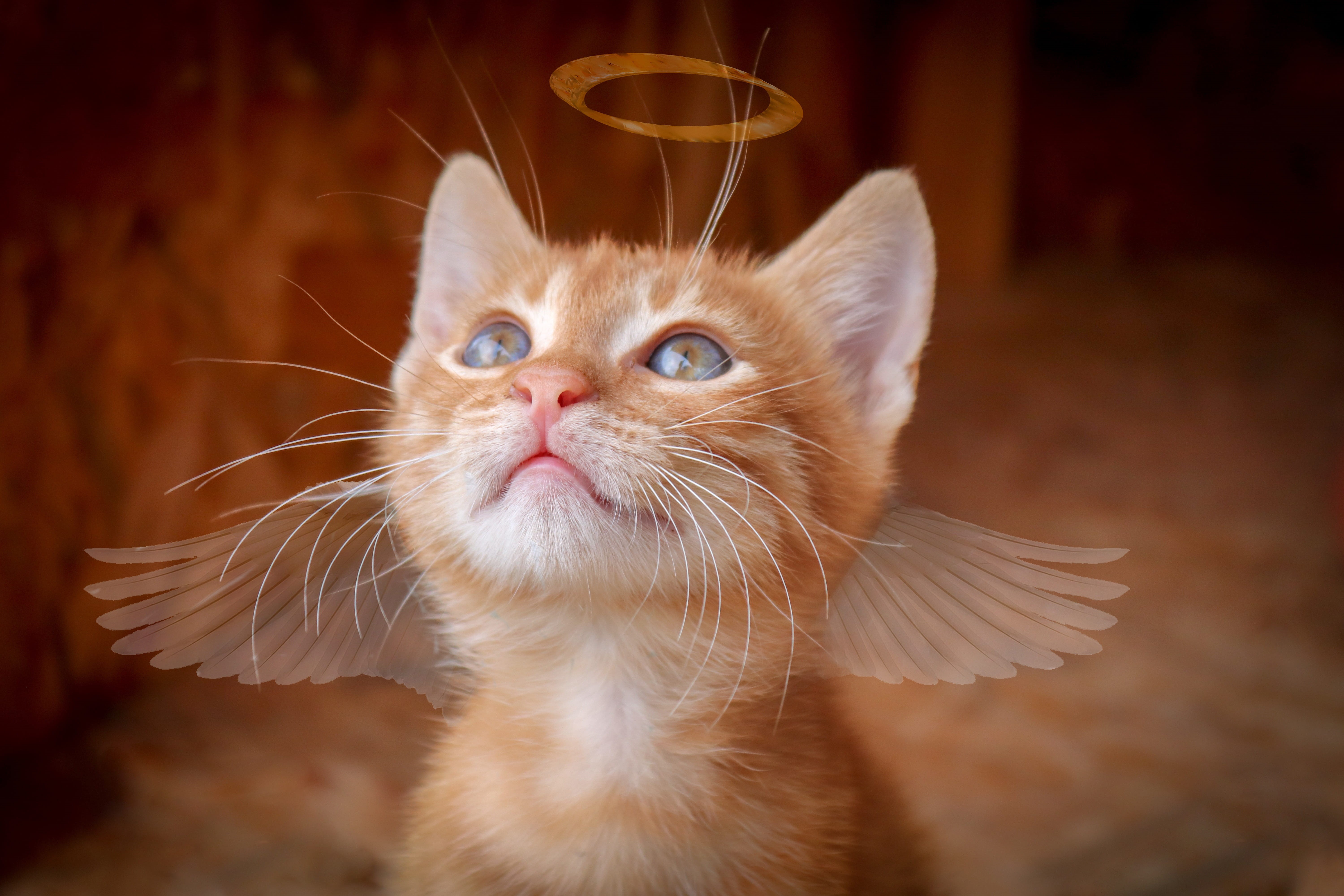 looking at camera, view, looking up, indoors, domestic cat, wing, charming, vertebrate, angel, animal head, domestic, one animal, looking, animal, kitten, HD Wallpaper