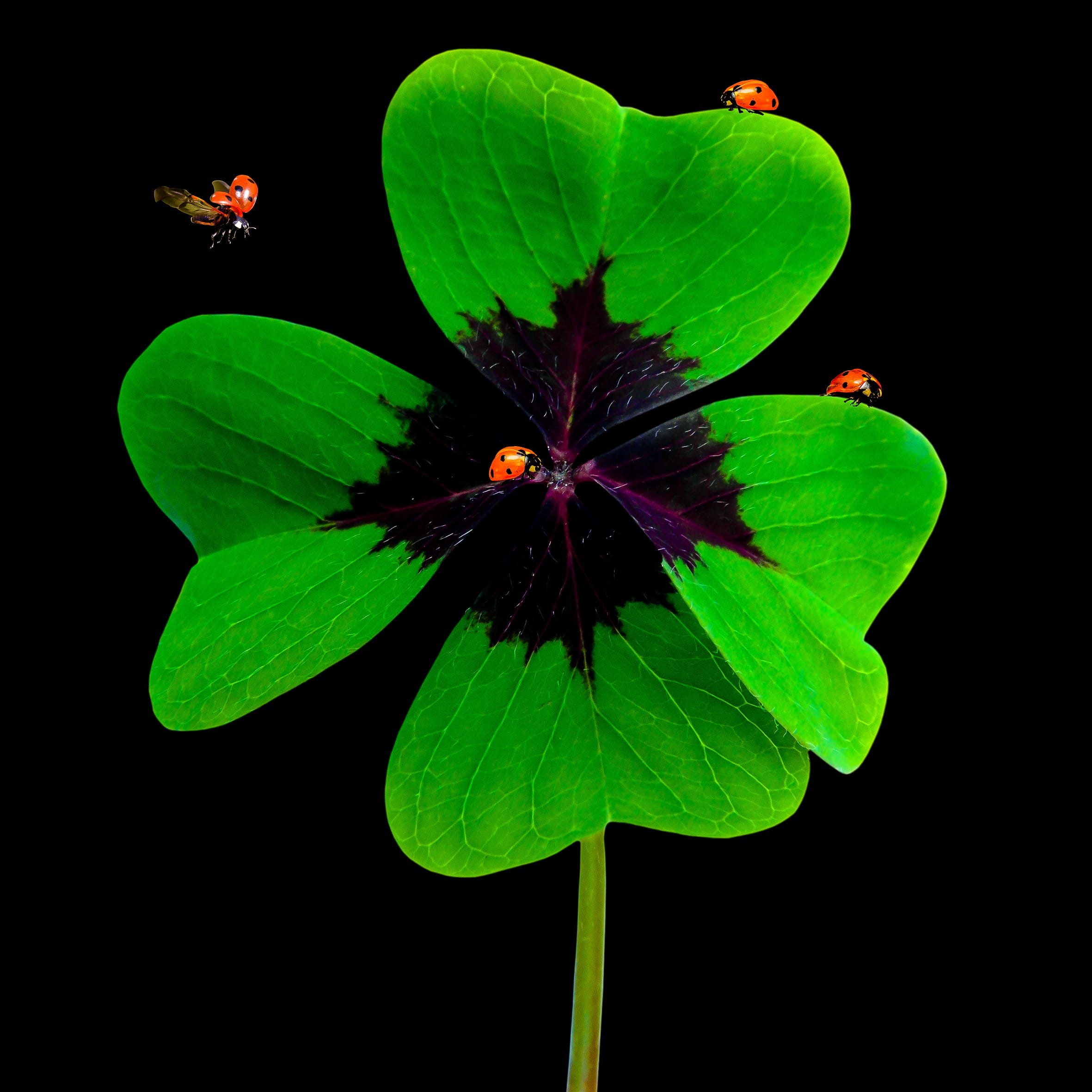 ladybug, plant part, growth, fragility, pollen, green color, no people, luck, black background, flower, lucky charm, nature, close-up, symbol, symbol of good luck, Phone HD Wallpaper