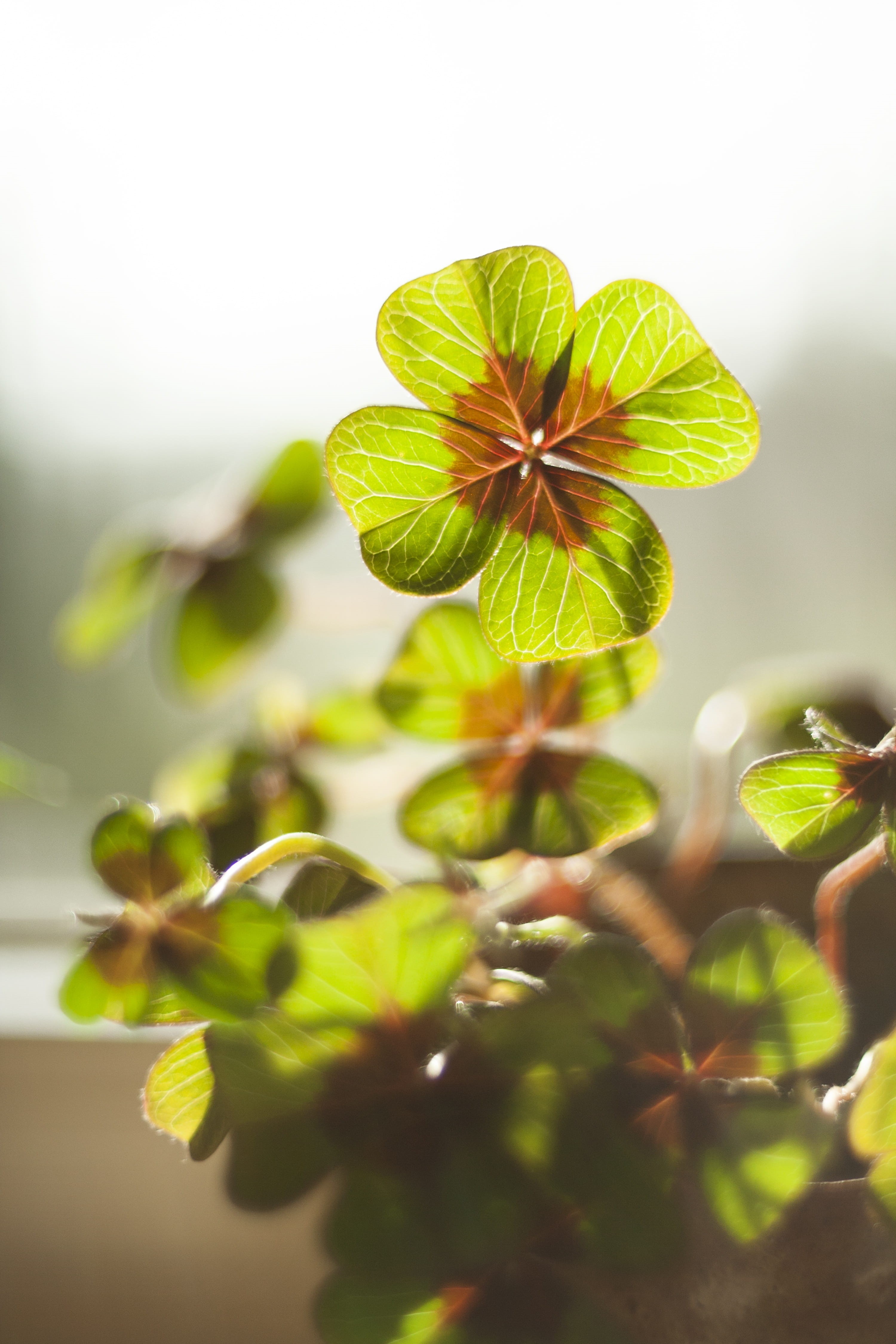 day, symbol, auspicious symbols, flower head, plant part, shamrocks, green, flower, flowering plant, no people, vierblättrig, focus on foreground, four leaf clover, Phone HD Wallpaper