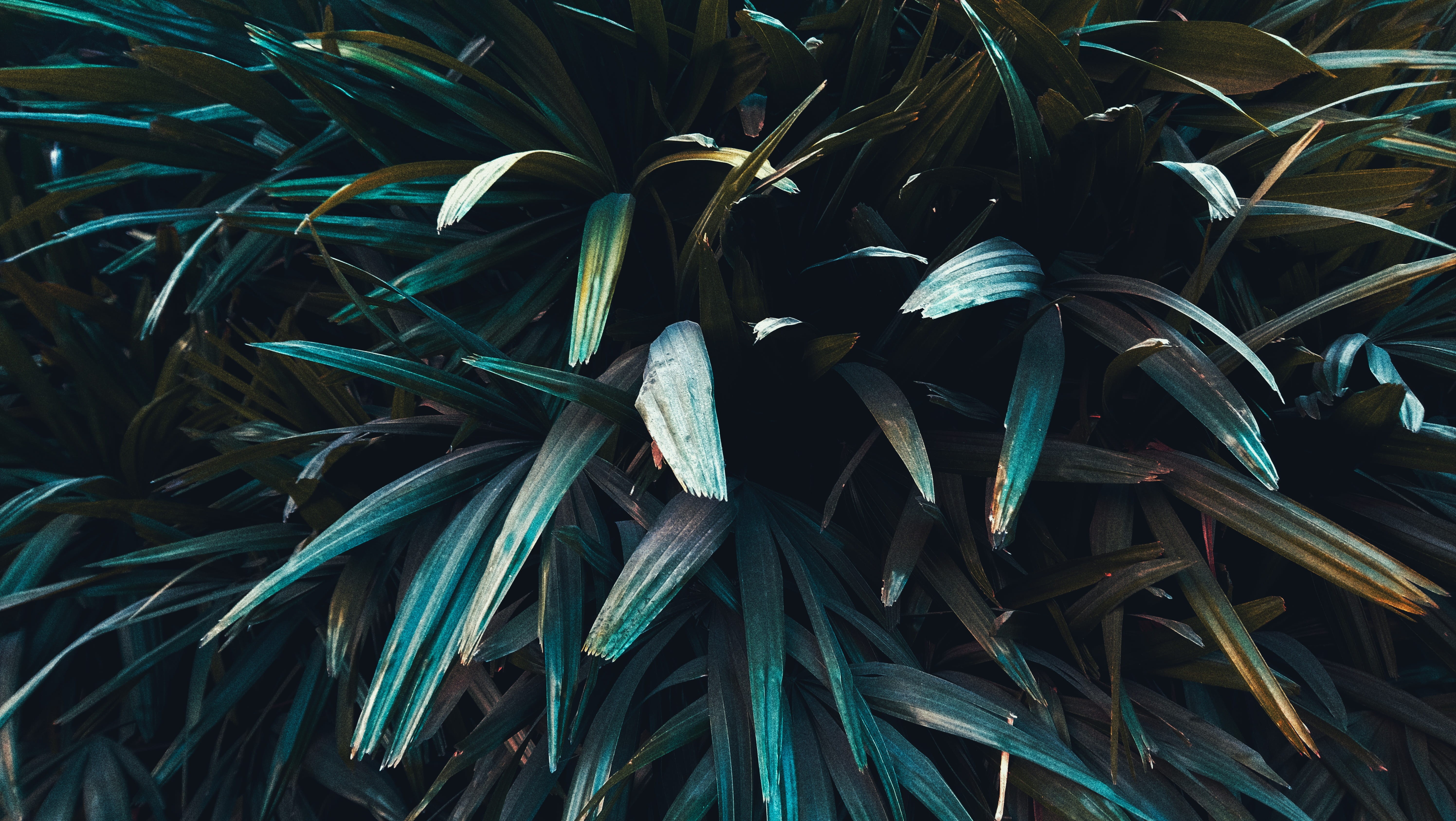 large group of objects, grass, green color, plant part, growth, vibrant, outdoors, sharp, abundance, backgrounds, chill, full frame, close-up, leafy, directly above, HD Wallpaper
