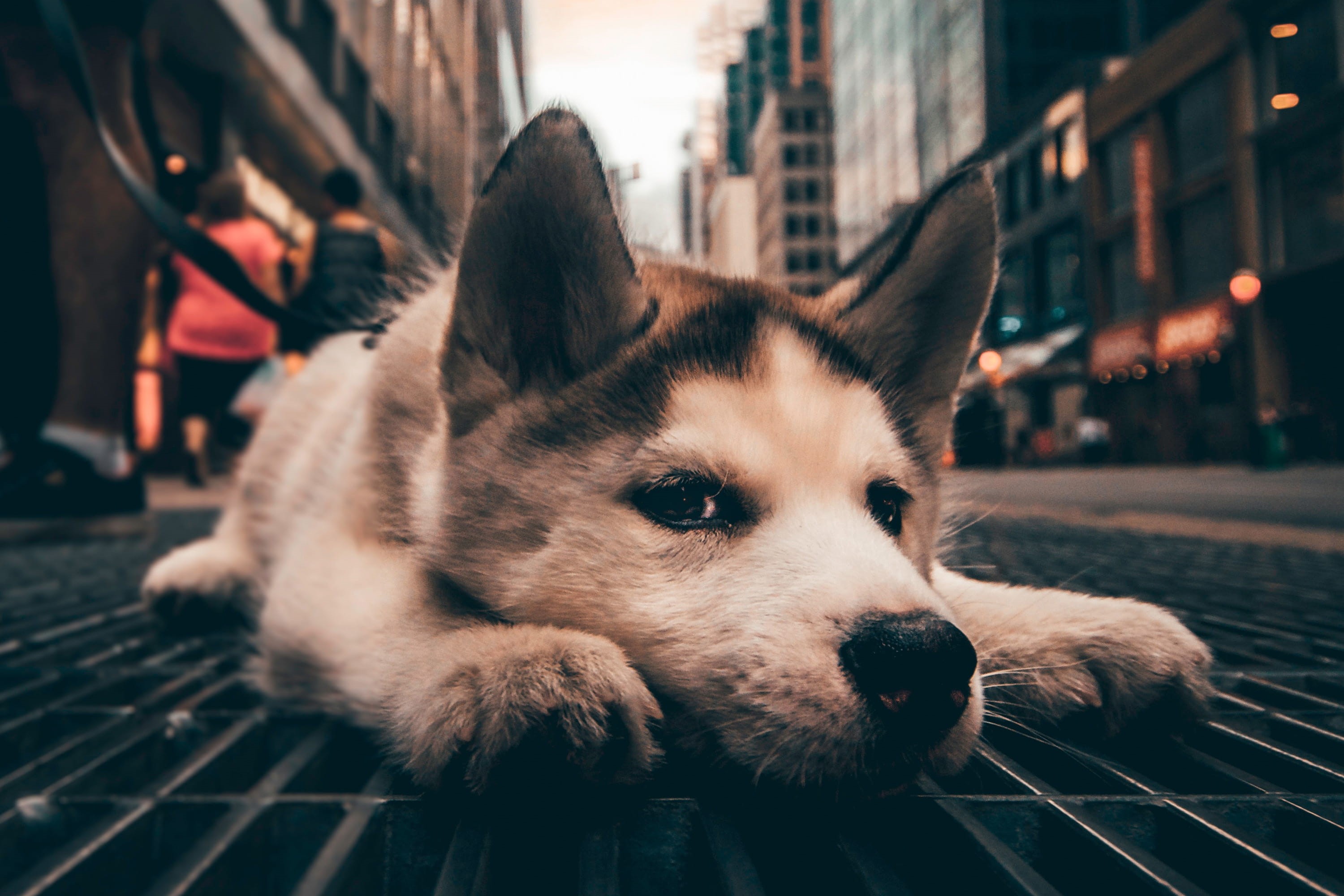 domestic, dogs, one animal, looking, vertebrate, close-up, whisker, domestic animals, architecture, pets, chilling, day, animal themes, mammal, sleep, canine, HD Wallpaper