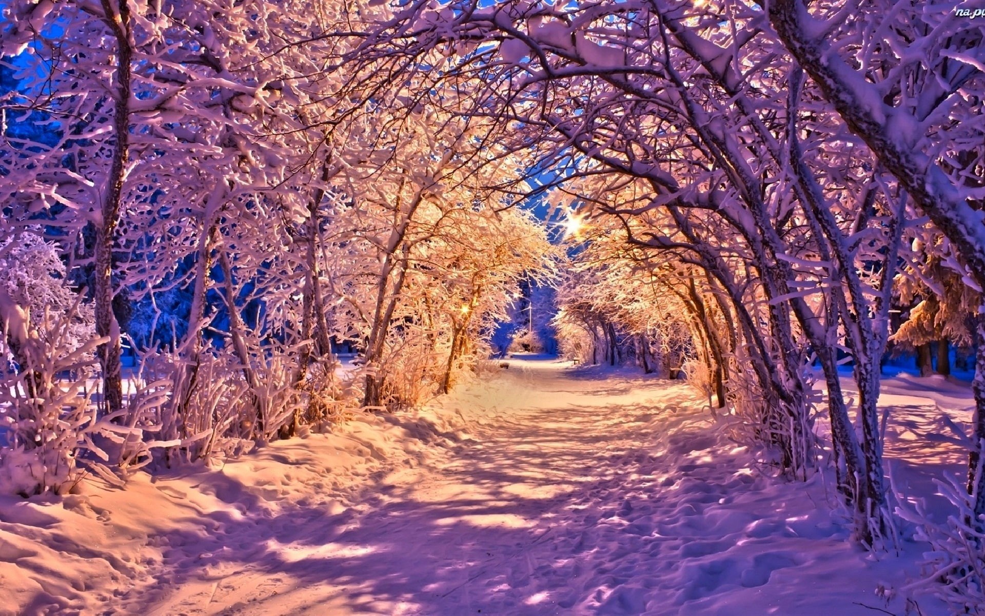 1080P, Road, Park, Night, Trees, Snow, Winter, Lights, HD Wallpaper