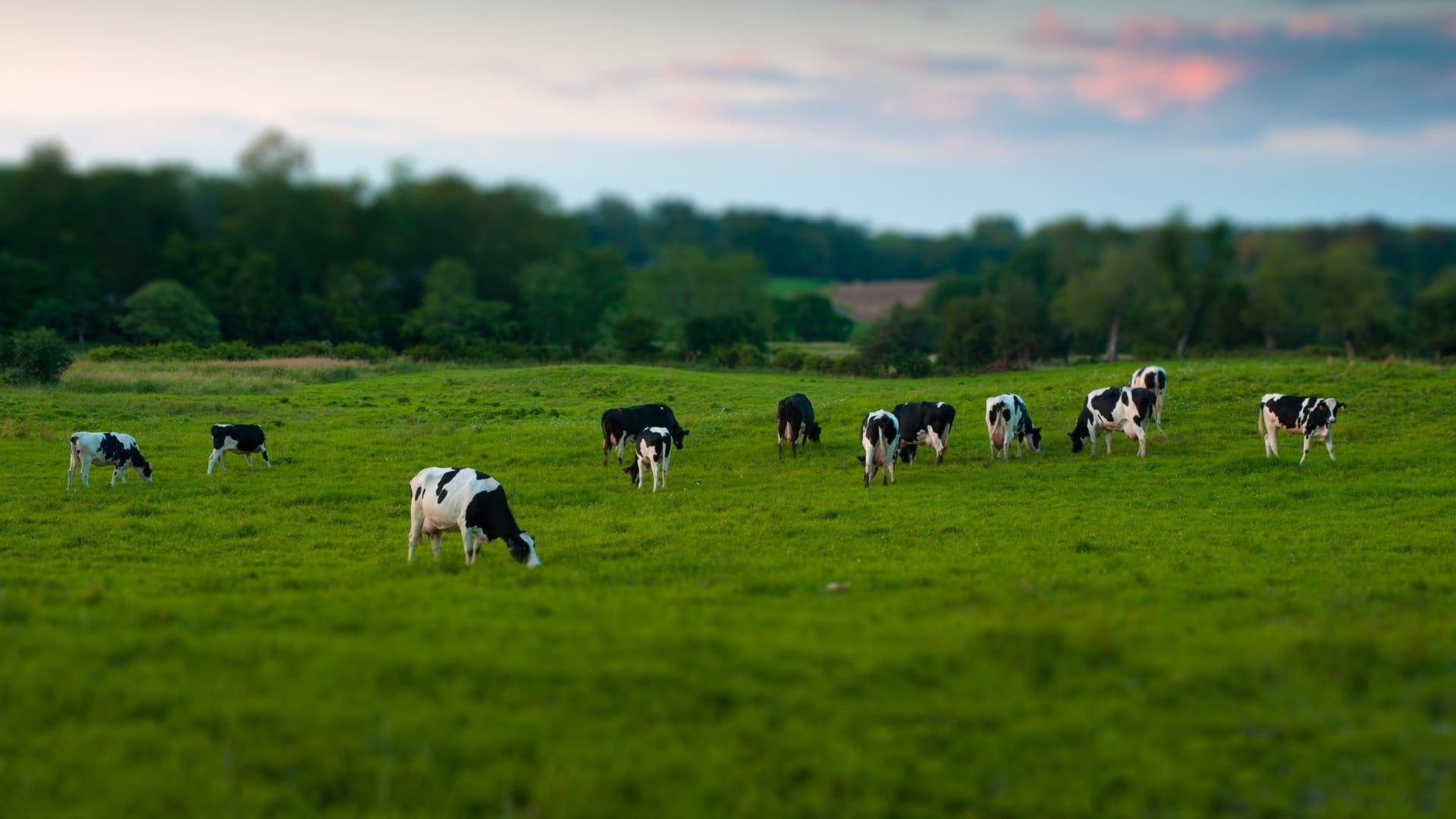 grazing, shift, non-Urban Scene, springtime, tilt shift, mammal, domestic Animals, sky, plant, cattle, sheep, cattles, domestic, green Color, no people, HD Wallpaper