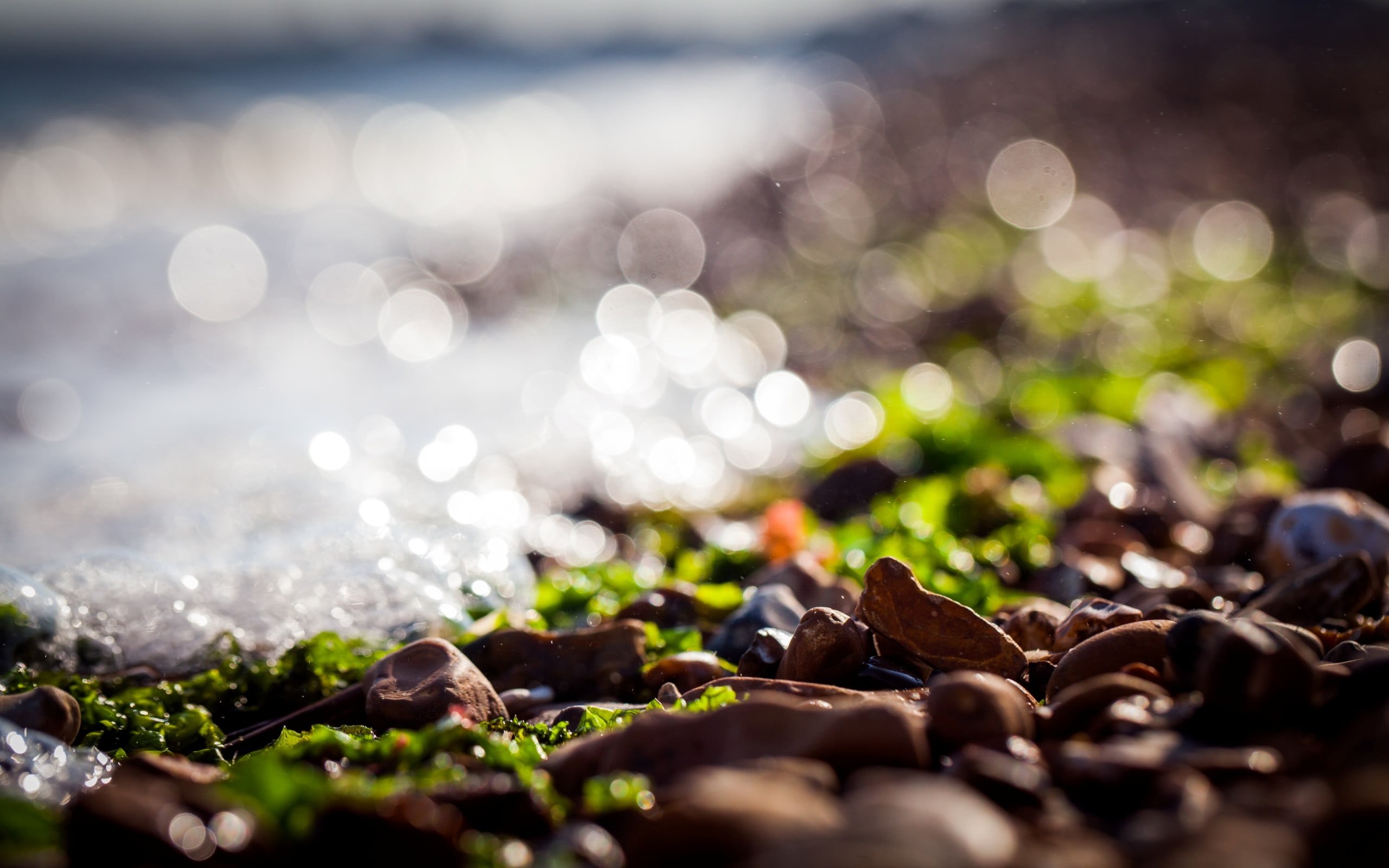 selective, rock - Object, tilt shift, day, close-up, defocused, 2K, water, drop, freshness, ocean, brown, sunlight, black Color, seaweed, wave, stone - Object, HD Wallpaper