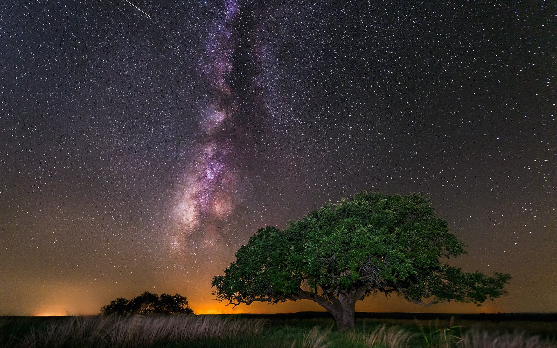 plant, tranquility, purple, beauty in nature, space, trees, 1080P, scenics - nature, galaxy, space and astronomy, Milky Way, grass, star, night, sky, stars, HD Wallpaper