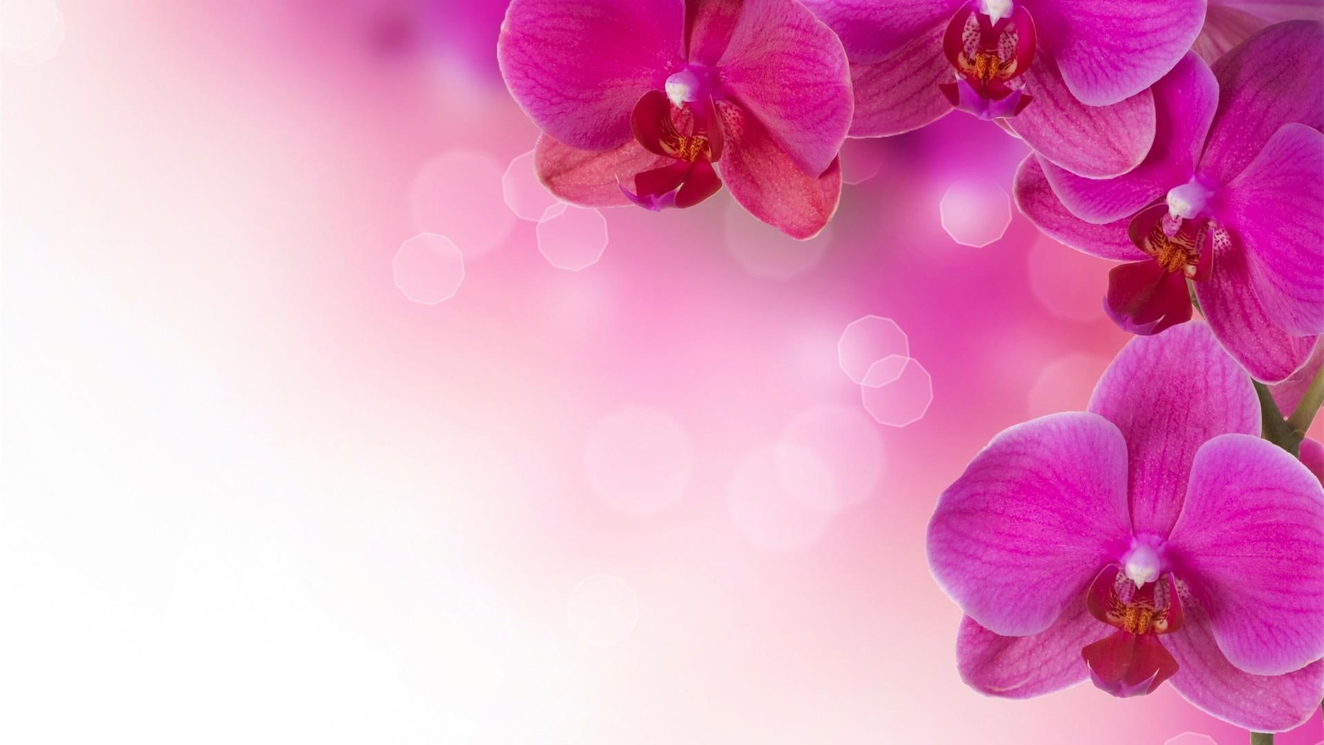 pink wedding, 1080P, pink, love, wedding, resolution, high, HD Wallpaper