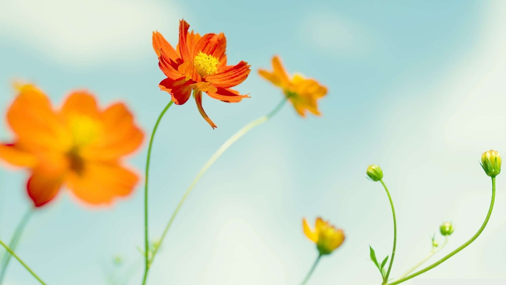 close-up, photography, petaled, plant, no people, freshness, botany, outdoors, springtime, flowering plant, growth, vulnerability, fragility, 1080P, grass, HD Wallpaper