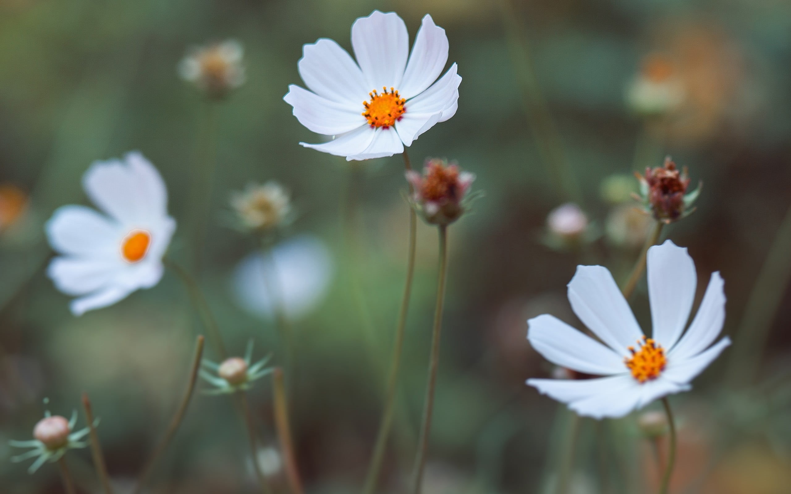 macro, day, petal, focus on foreground, flowers, petaled, pollen, growth, daisies, botany, selective focus, white color, freshness, inflorescence, white, HD Wallpaper