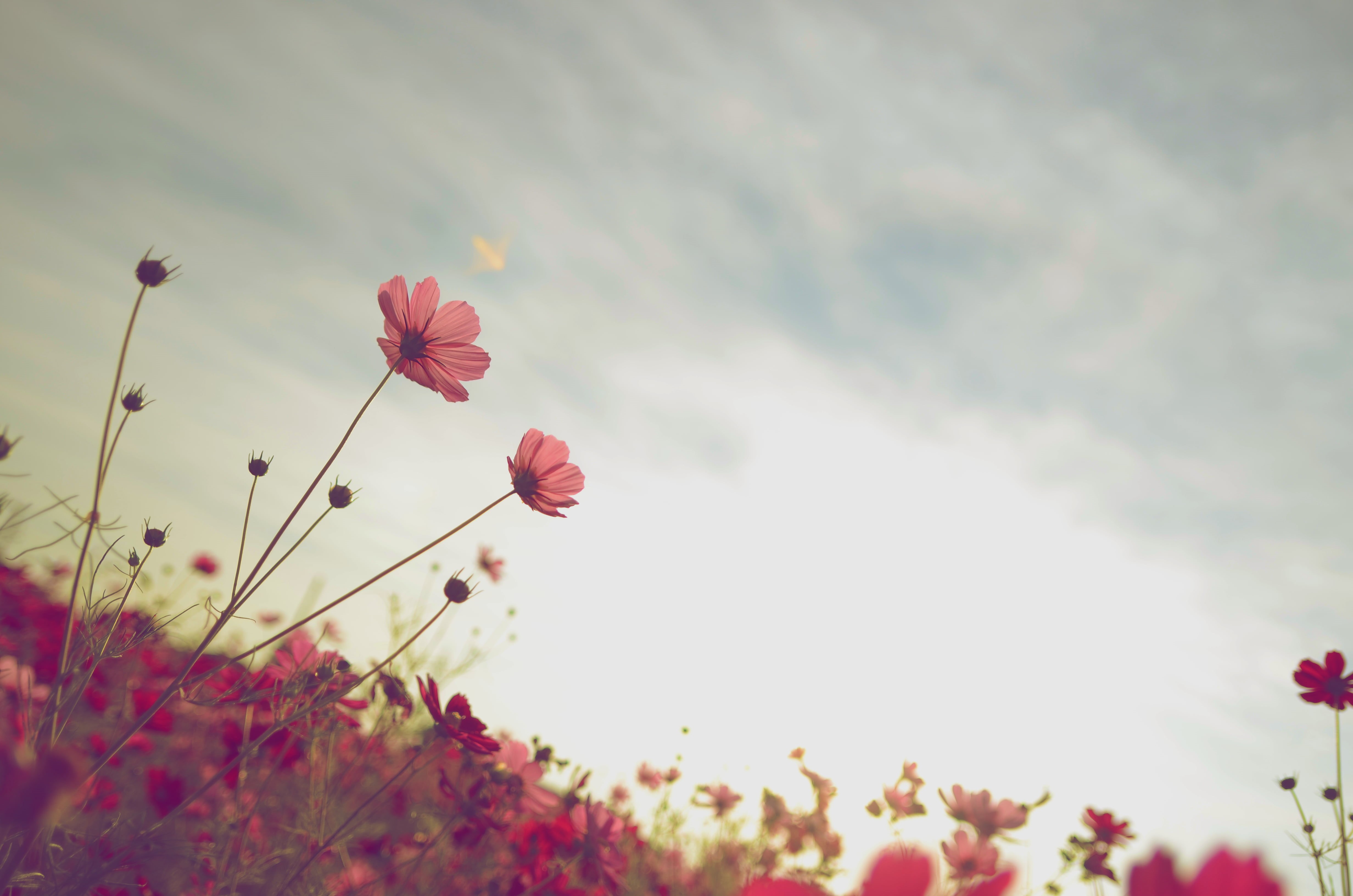 beauty In Nature, Anjo, autumn  fall, selective focus, Aichi, photography, mm, nature, poppy, springtime, 4K, 安城, backgrounds, summer, outdoors, selective, HD Wallpaper