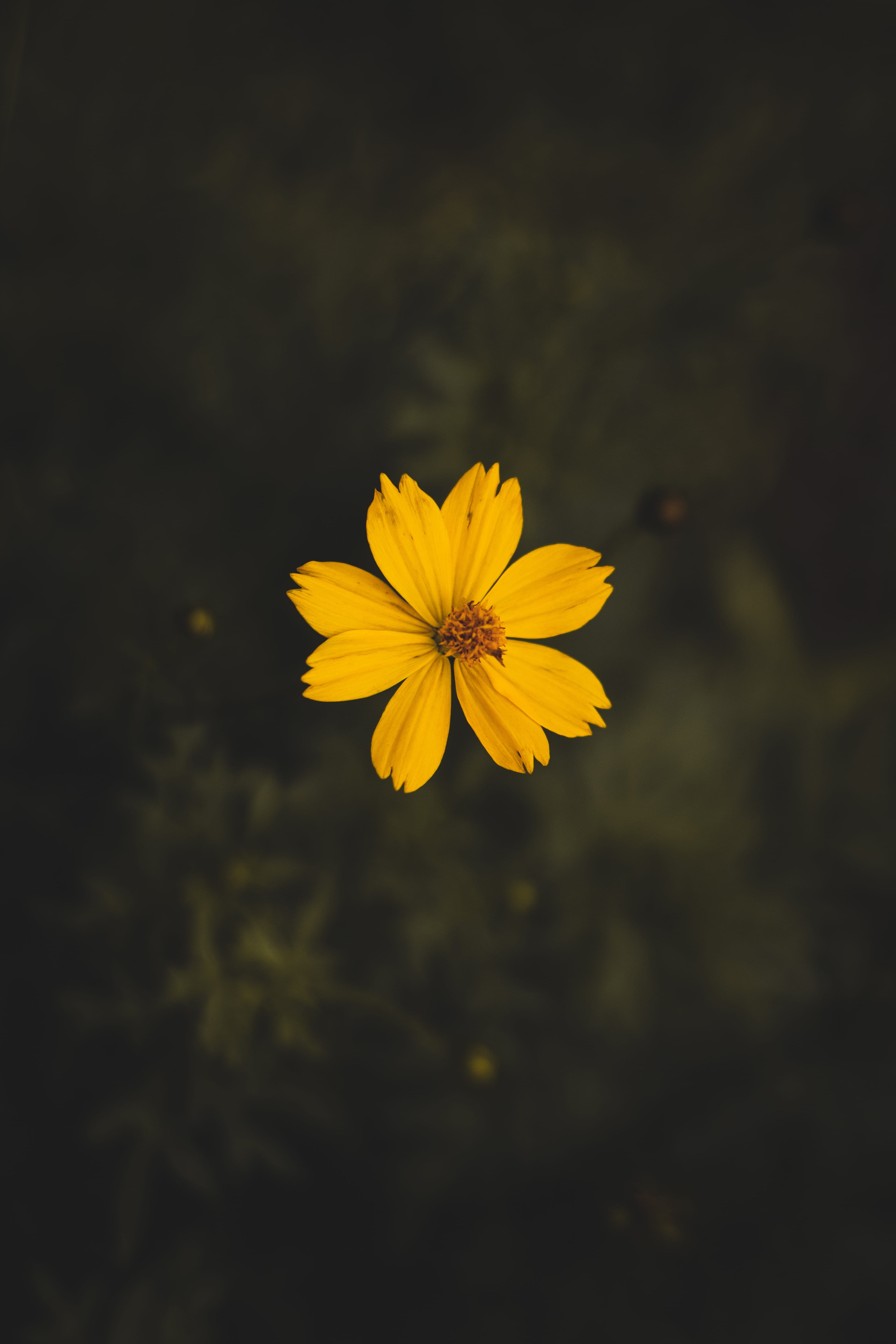 close-up, bloom, growth, beauty in nature, vulnerability, flower head, spring, pollen, plant, fragility, freshness, petals, flower, petal, yellow, macro, Phone HD Wallpaper