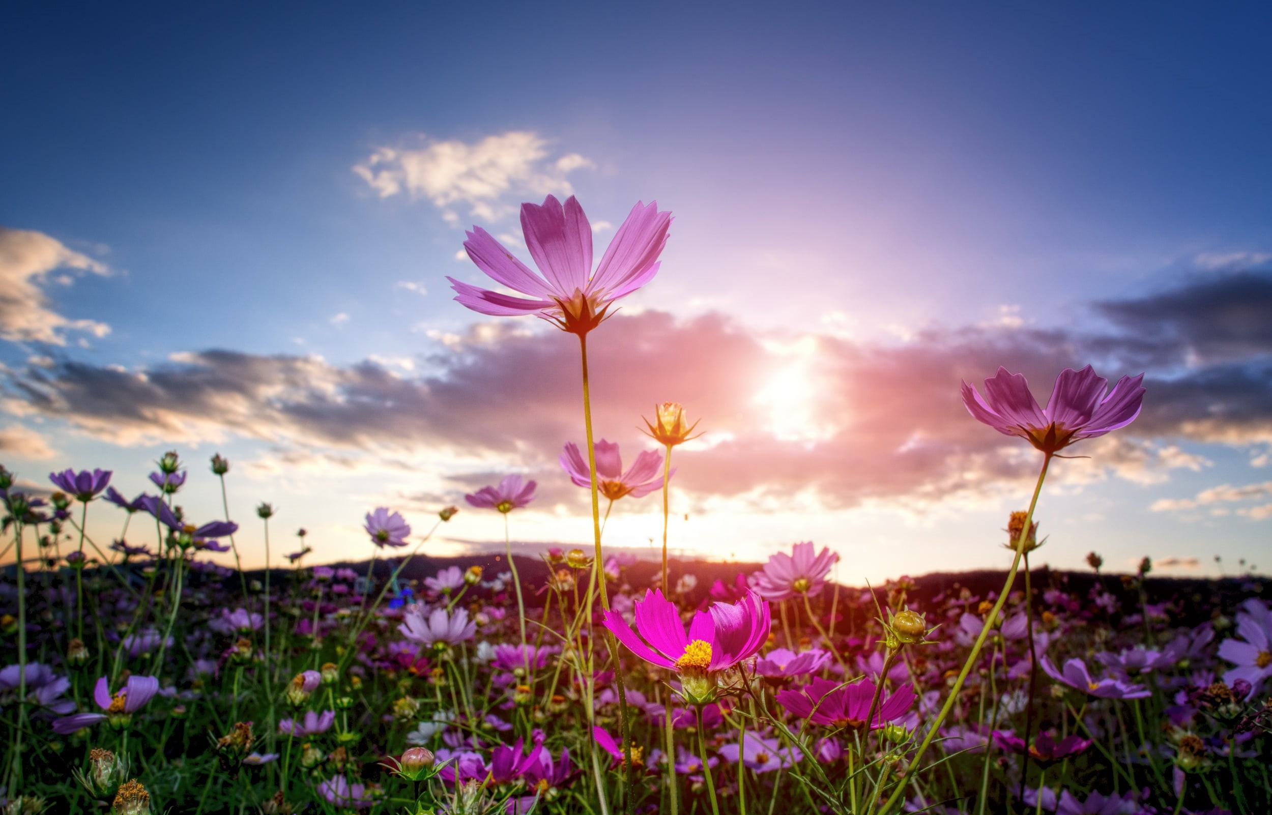 light, 1080P, flowers, outdoors, plant, fall, meadow, pink, cosmos, springtime, field, rural Scene, summer, pink Color, sunset, purple, e-pl5, goodbye, HD Wallpaper