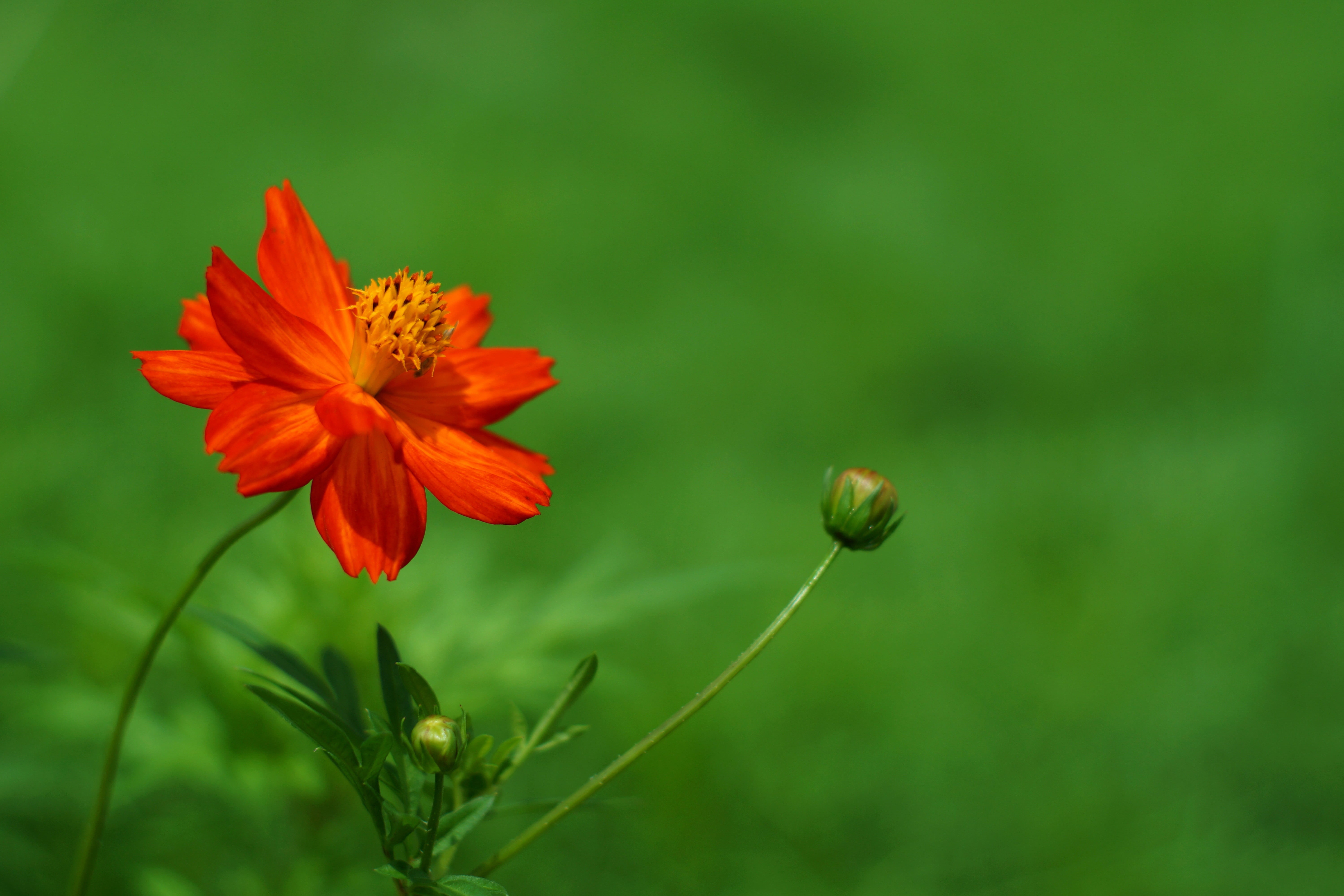 green Color, plant, Contrast, Super, F1.4, Cosmos, photo, flower, red, 5K, nature, Takumar, summer, petaled, petal, HD Wallpaper