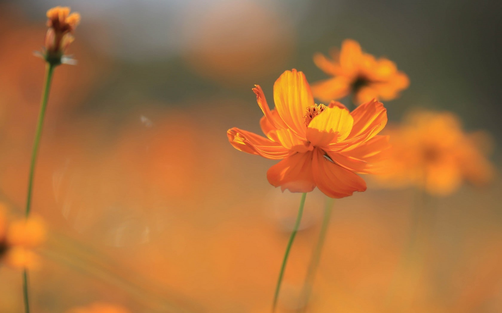 day, flowering plant, close-up, growth, Cosmos (flower), freshness, no people, focus on foreground, orange flowers, cosmos flower, 720P, orange color, HD Wallpaper