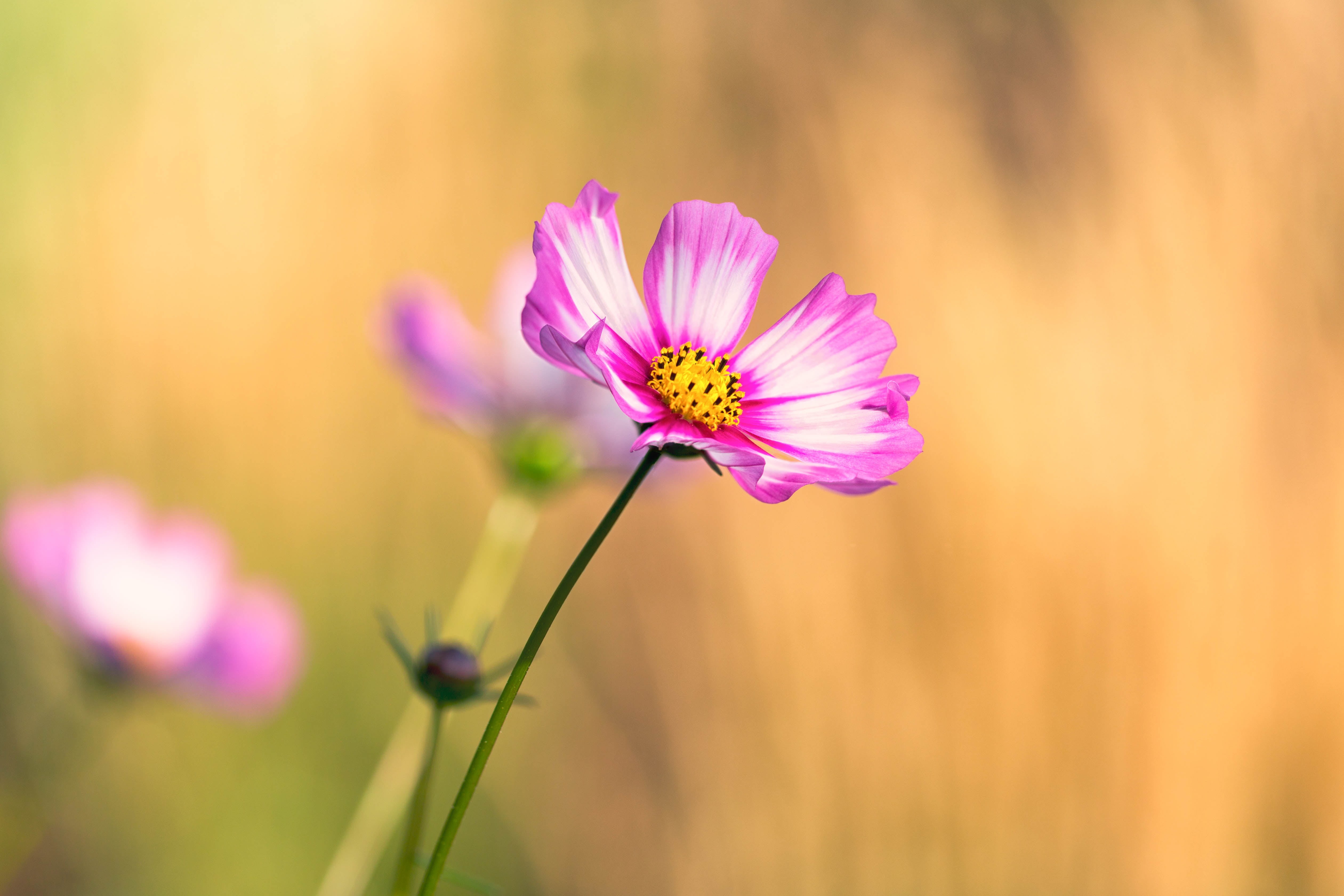 selective, closeup, nature, outdoors, Denver Botanic Gardens, Cosmos, floral, flower, meadow, photo, pink, plant, 4K, summer, petaled, white, cosmos Flower, HD Wallpaper