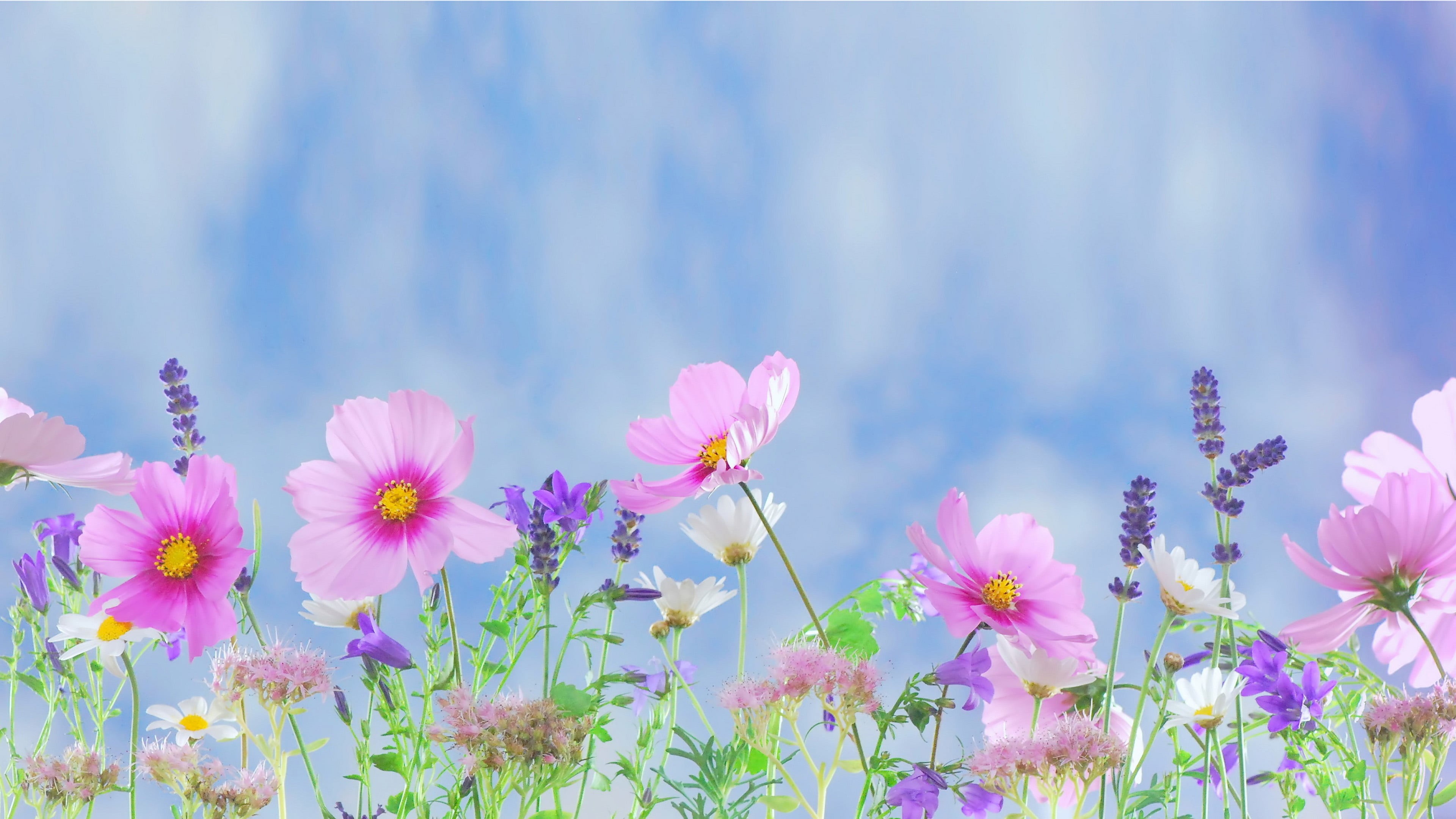 no people, desktop, inflorescence, fragility, astero, intermediate, plants, bipinatus, hd, 4K, purple, grass, pollen, focus on foreground, outdoors, nature, HD Wallpaper