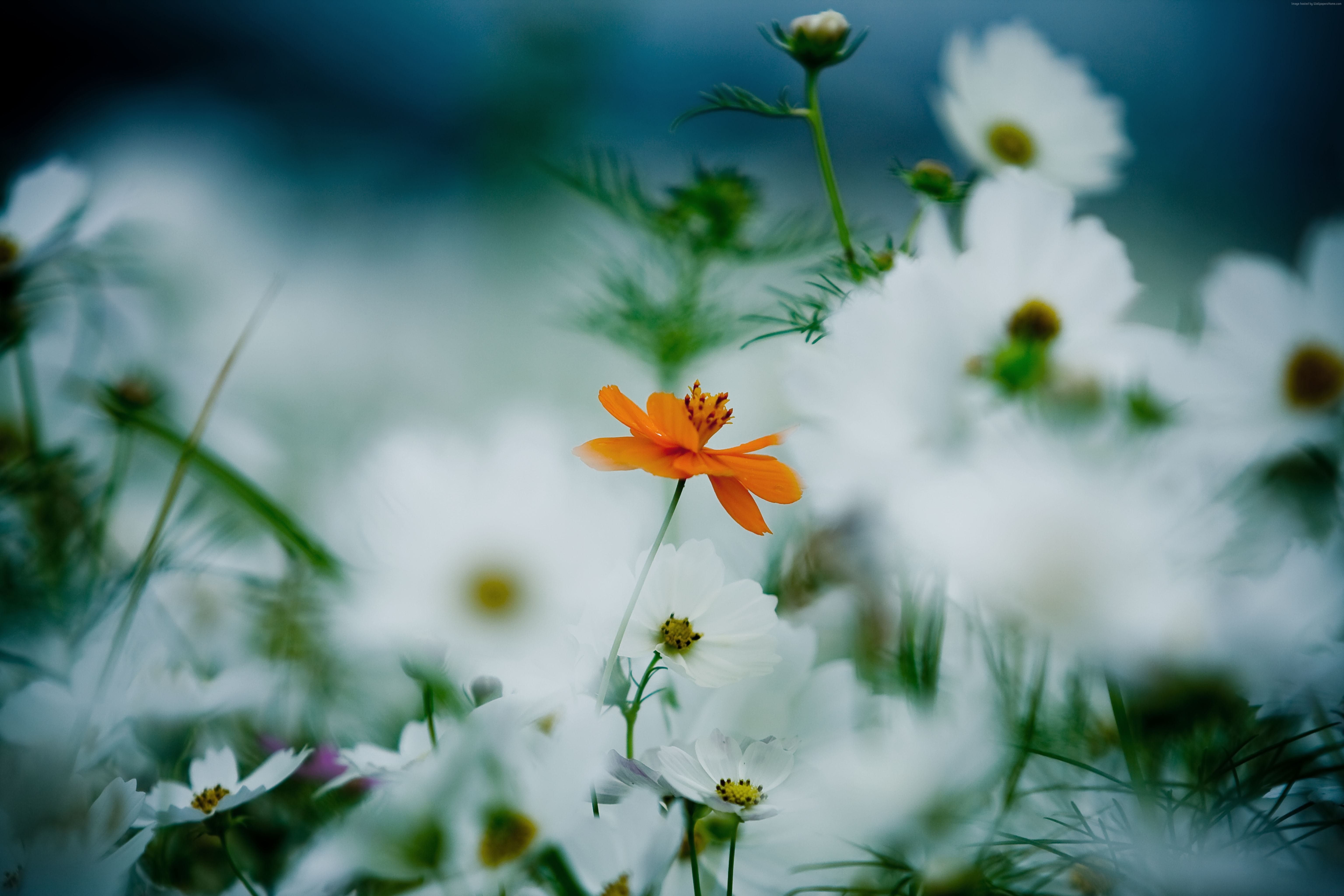Flowers, orange, 4k, 8k, 5K, cosmos flower, white, daisies, HD Wallpaper
