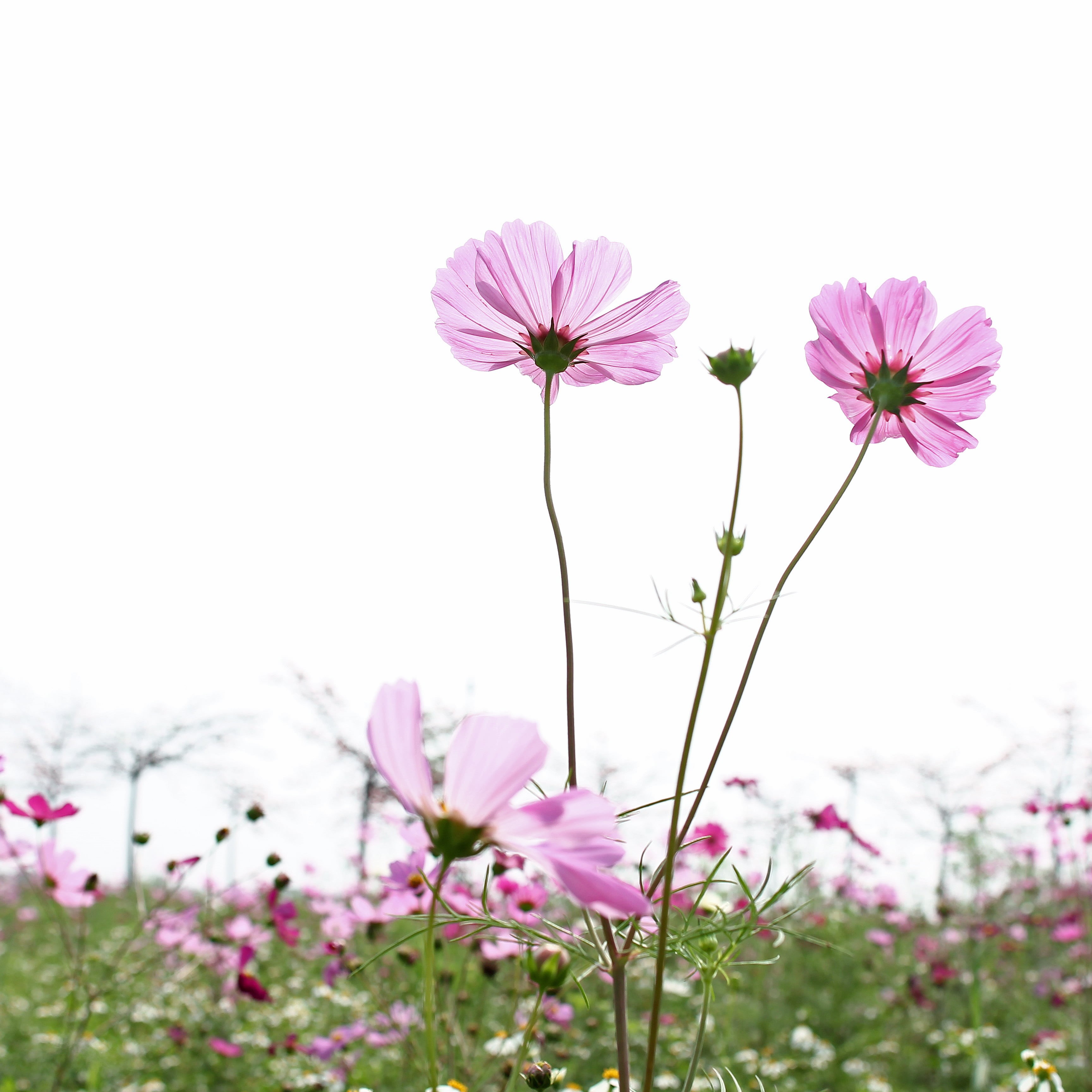 Pink, springtime, green, summer, flower, 自然, meadow, nature, pink Color, Couple, plant, cosmos, field, outdoor, coreopsis, wild, cosmos Flower, 2K, petaled, Phone HD Wallpaper