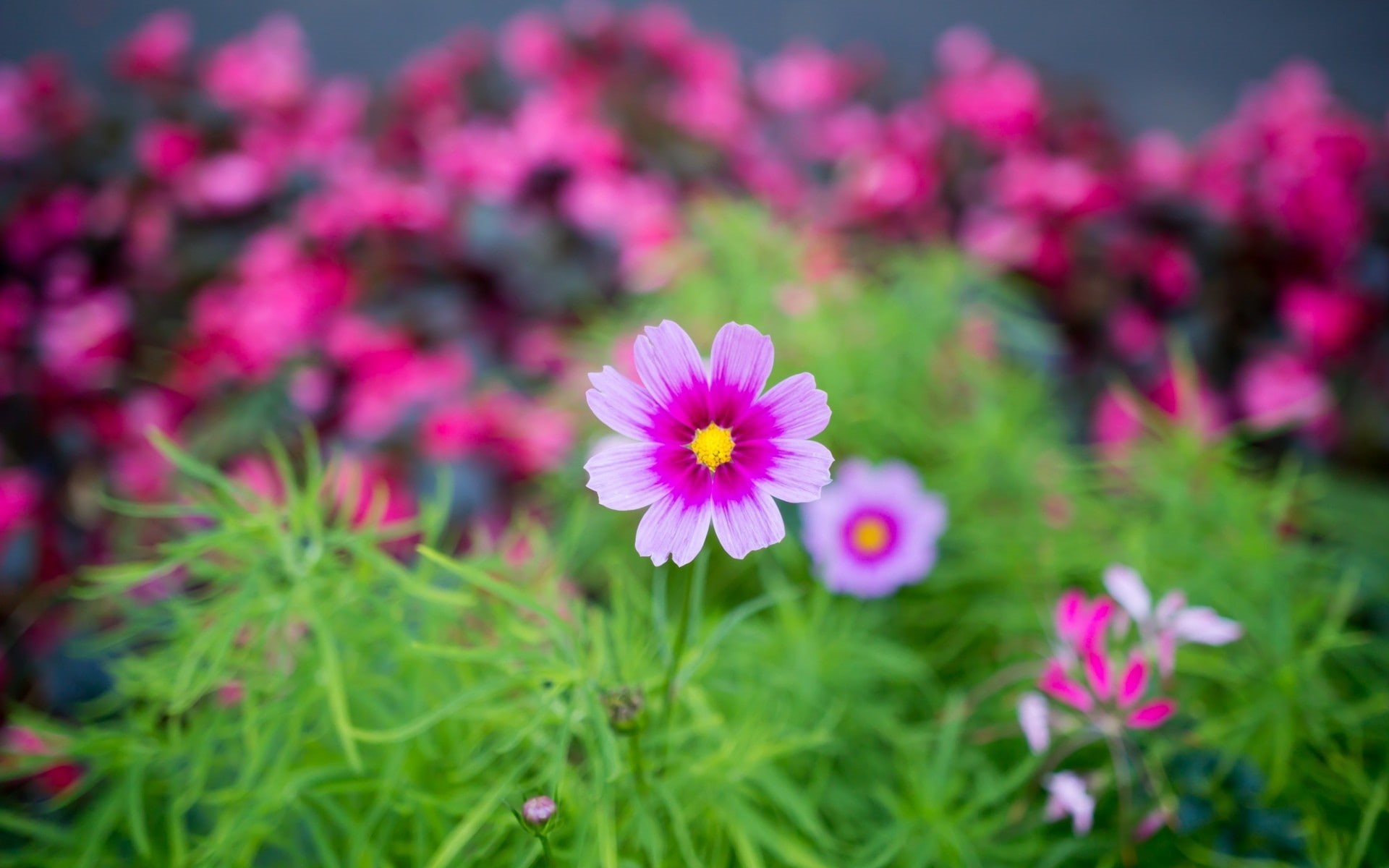 macro, flowers, pink, 1080P, Cosmos (flower), HD Wallpaper