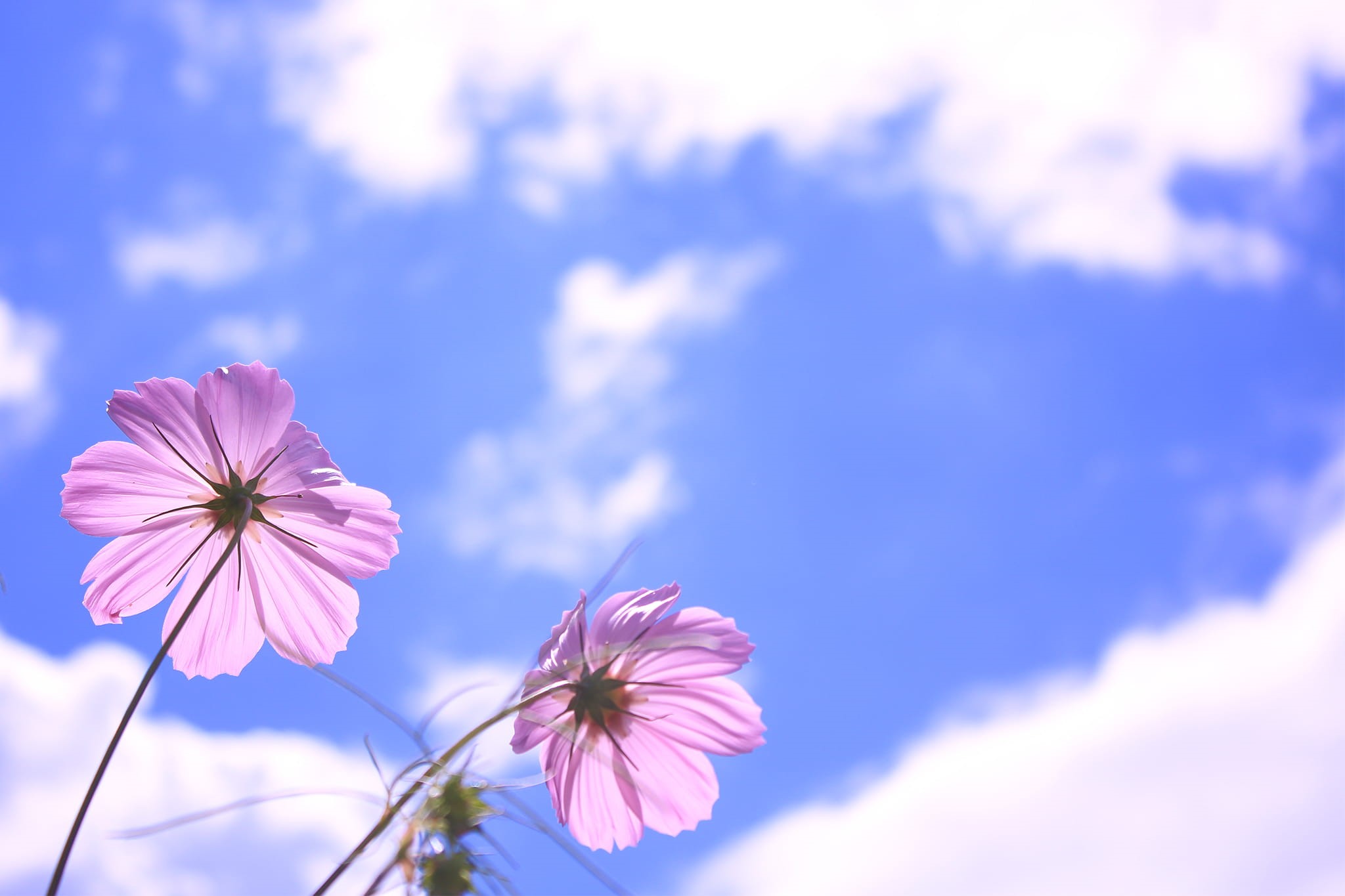 plant, purple, low, pink Color, blue, pink, photography, angle, petaled, cloud - sky, growth, sky, flower Head, inflorescence, blossom, petal, springtime, HD Wallpaper