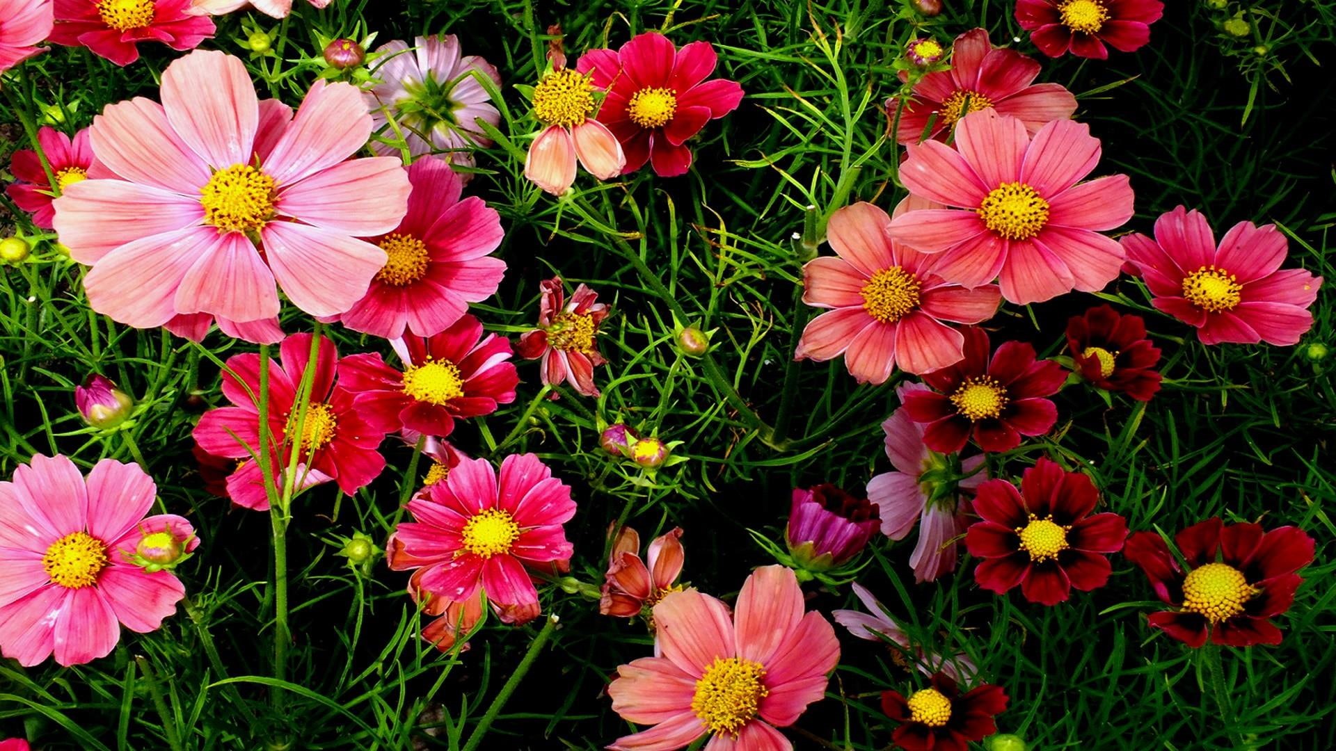 garden, 1080P, cosmos flowers, pink, flowers, HD Wallpaper