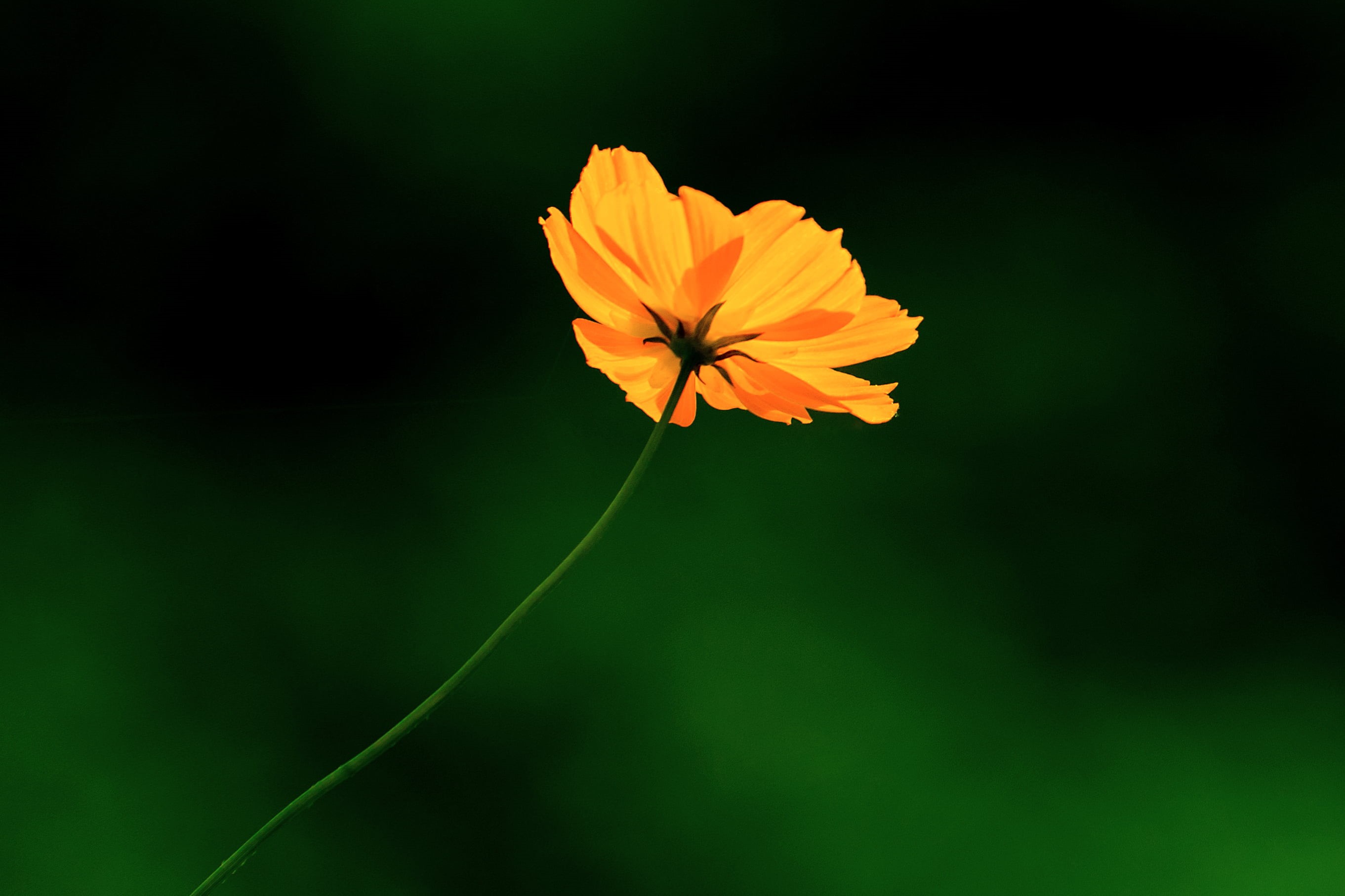 2K, Plant, closeup, HSM, sulphureus, EX, Kanagawa, SIGMA, Orange, Cosmos Sulphureus, Yellow, APO, Tsurumi River, Aoba, Nikon  D7000, F2.8, in The Wind, HD Wallpaper