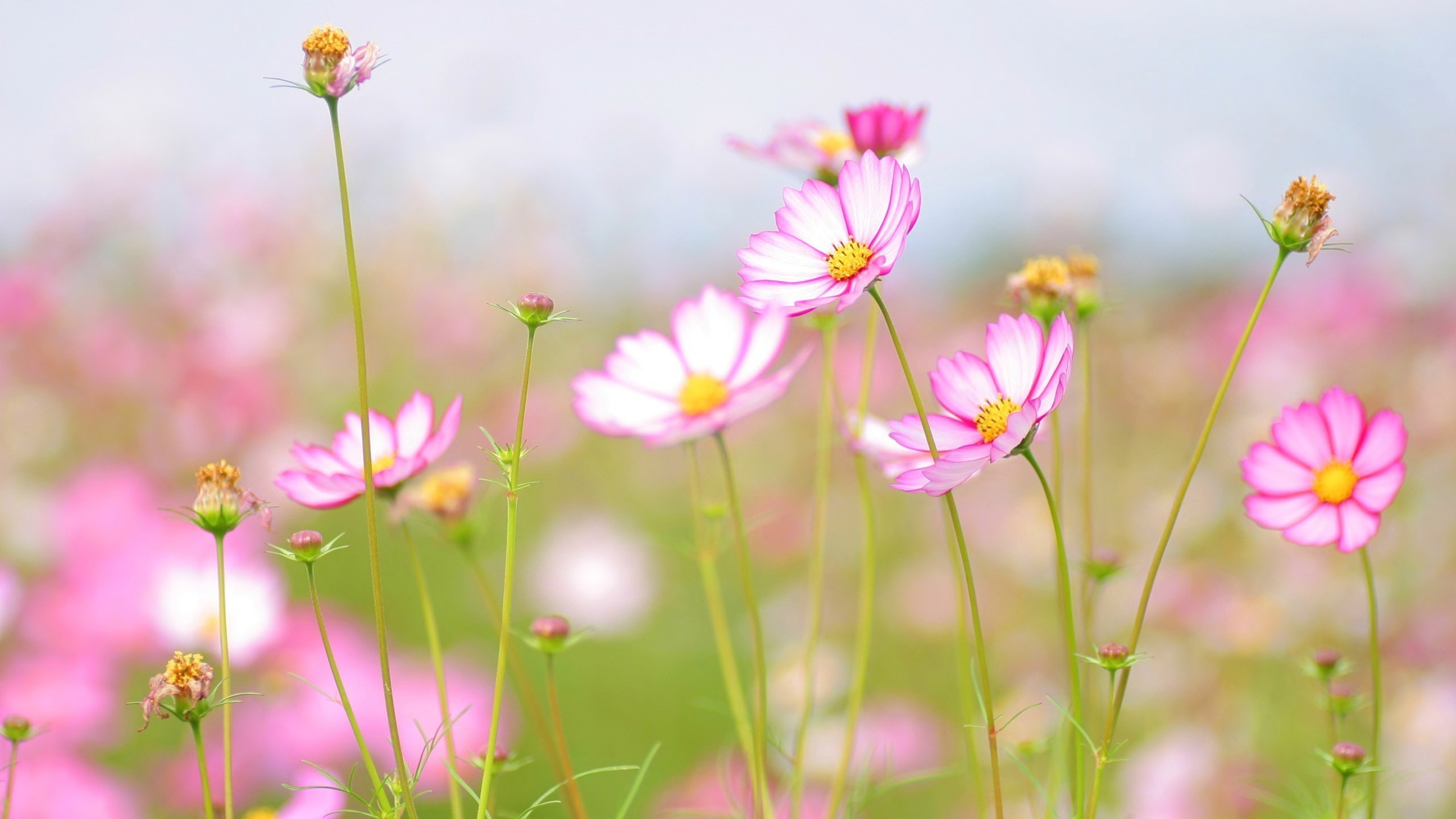 2K, Flowers, 4K, 2560x1440, cosmos, ultra hd, HD Wallpaper