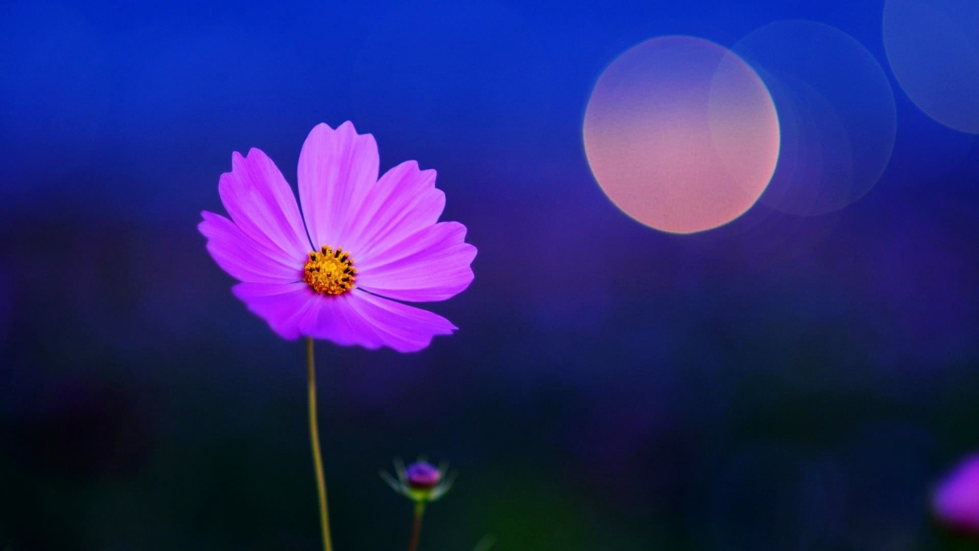 macro, freshness, purple, flower head, vulnerability, 1080P, beauty in nature, fragility, nature, flowers, flowering plant, inflorescence, sky, Cosmos (flower), HD Wallpaper