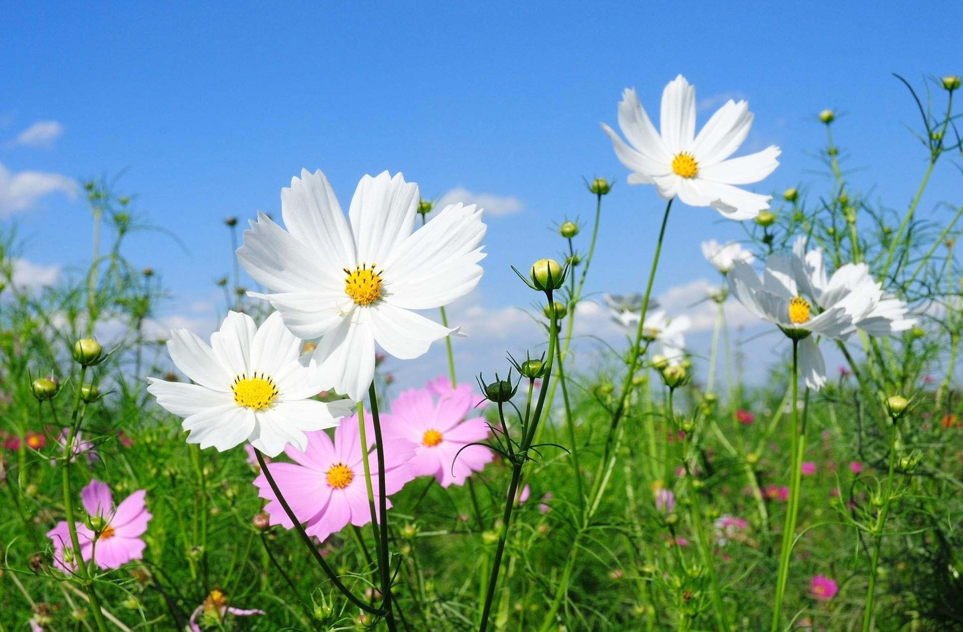 macro, pink, no People, pollen, blossom, backgrounds, season, wildflower, white color, landscape, flower, plant, chamomile, close-up, freshness, 1080P, HD Wallpaper