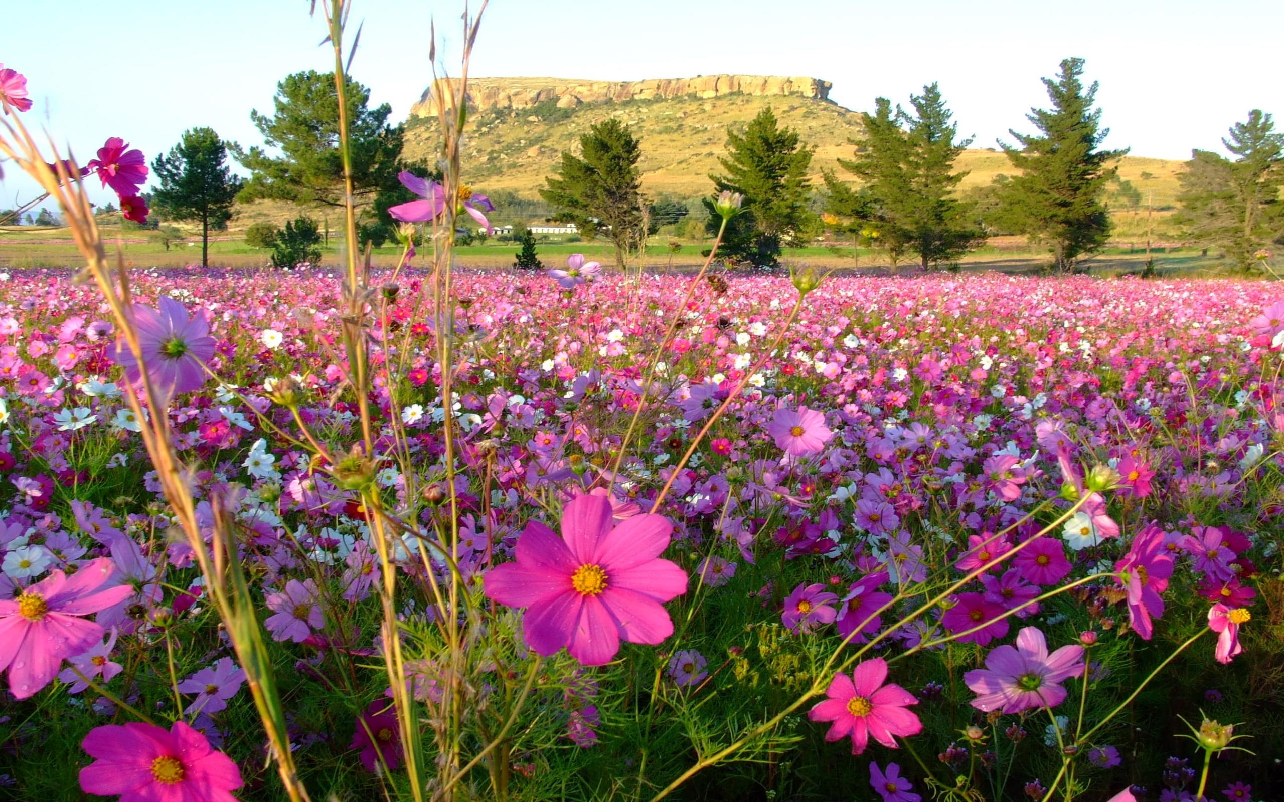 pink, flowers, landscape, 3d and abstract, cosmos, purple, petal, wild flowers, wild, flower, 2K, fields, field, HD Wallpaper