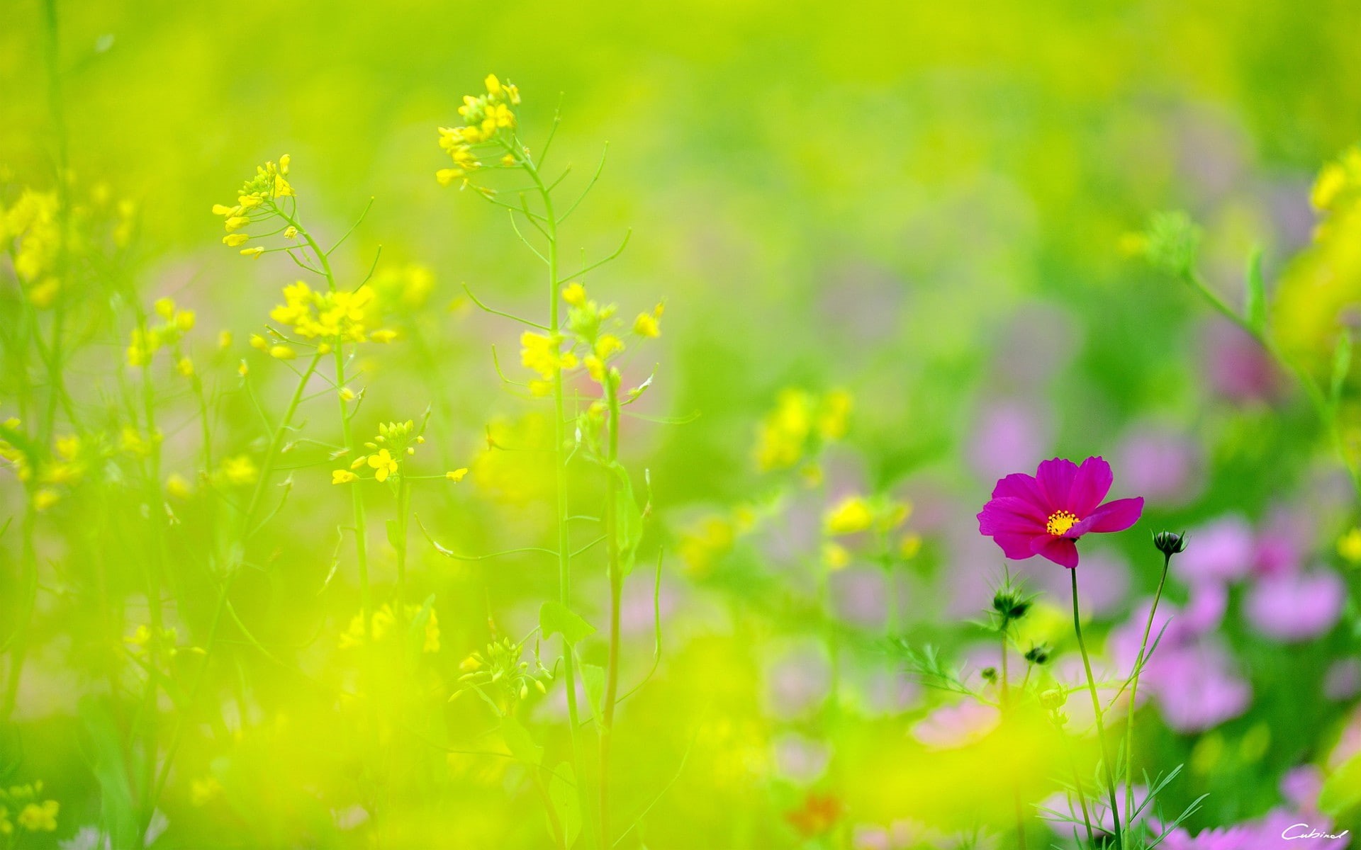 beauty in nature, flower head, inflorescence, green color, nature, plant, close-up, field, yellow, fragility, multi colored, flower, vulnerability, springtime, HD Wallpaper