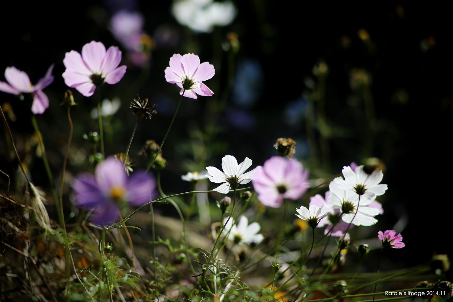 720P, flowers, Cosmos (flower), nature, HD Wallpaper