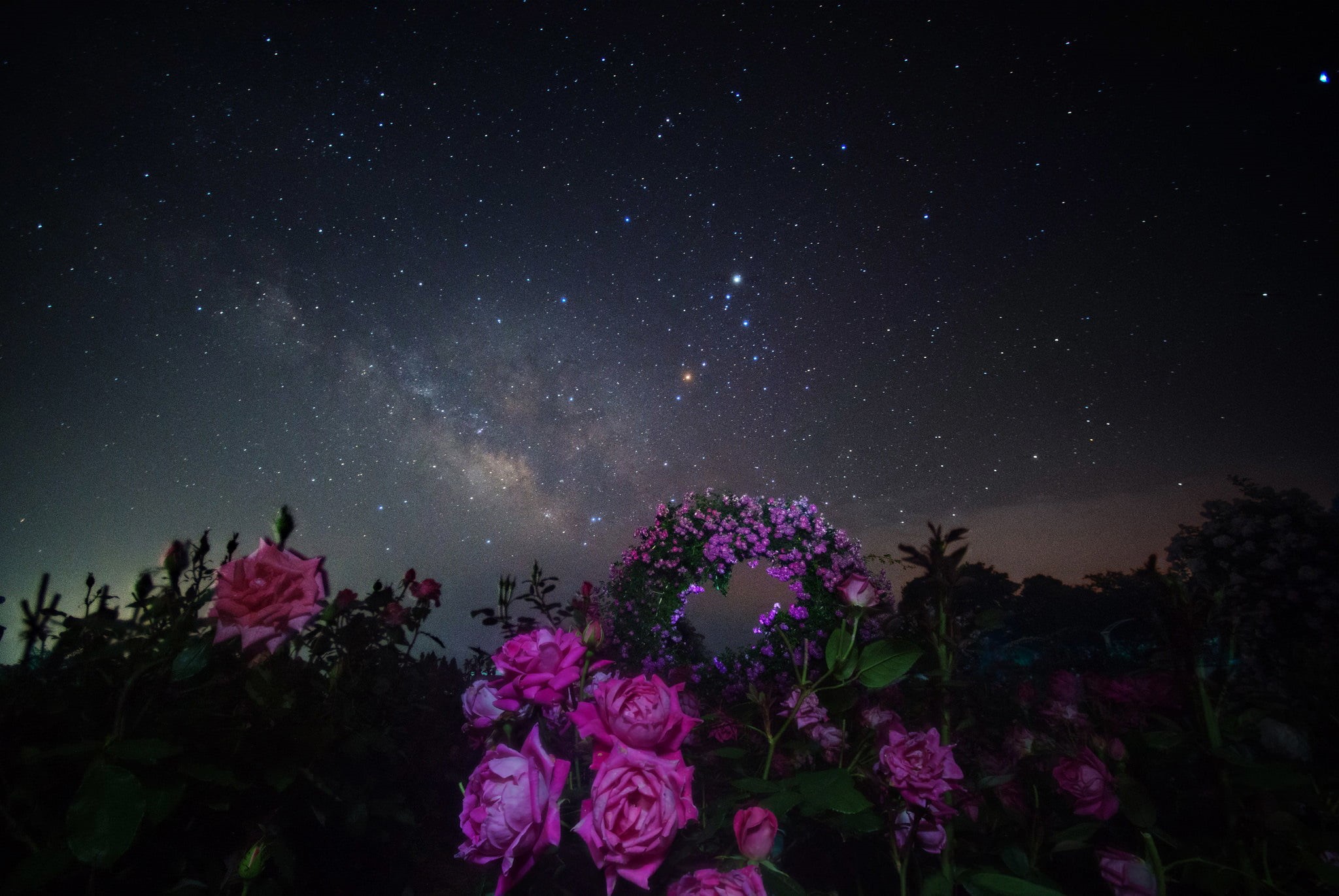 space, light - Natural Phenomenon, nature, landscape, low angle view, tree, night, star - Space, flowers, constellation, 1080P, growth, milky Way, summer, HD Wallpaper