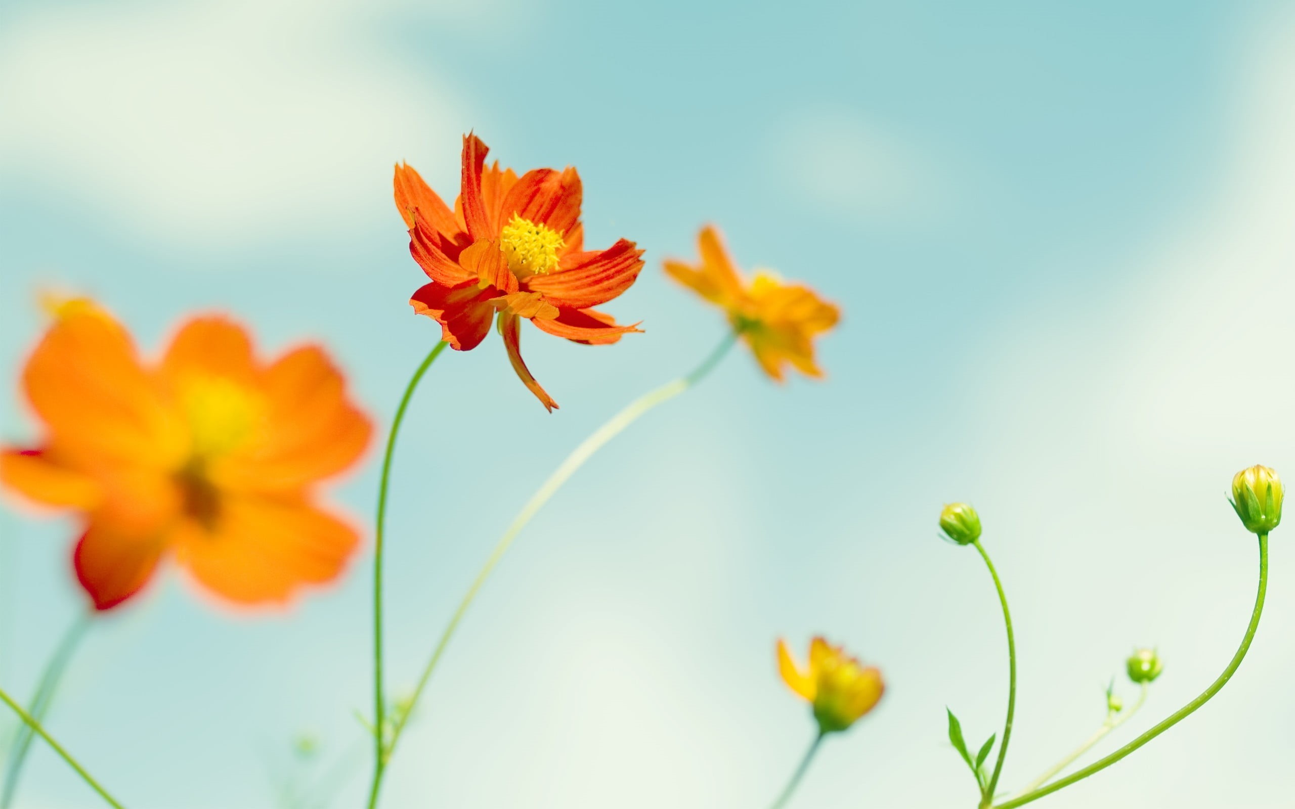 plant, orange, flowering plant, nature, day, vulnerability, selective focus, sky, pollen, orange flowers, growth, 2K, fragility, green, flower head, plants, HD Wallpaper