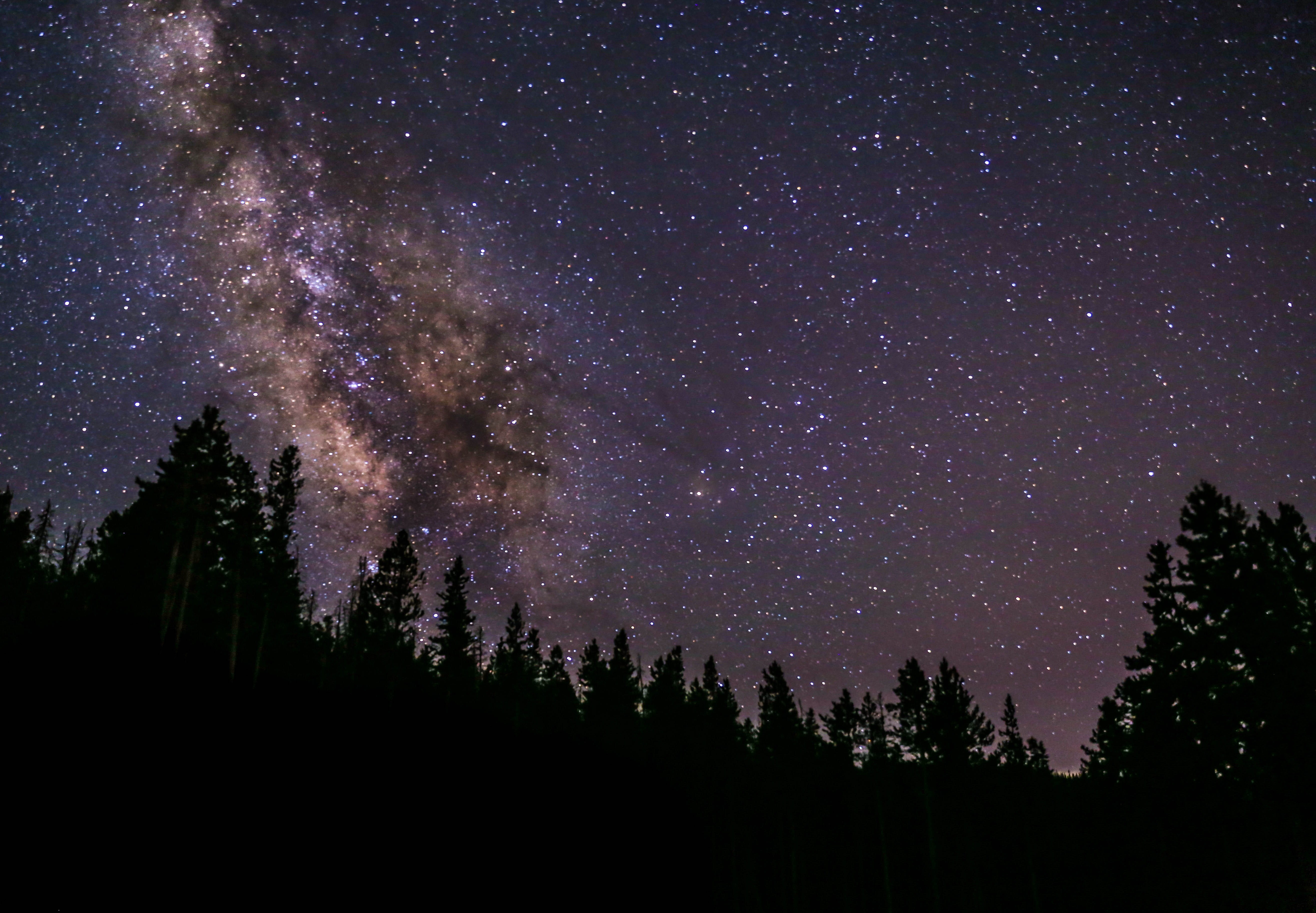 tree line, star, outdoor, night, space, atmosphere, space and astronomy, coniferous tree, 5K, beauty in nature, starry, milky way, evergreen, HD Wallpaper