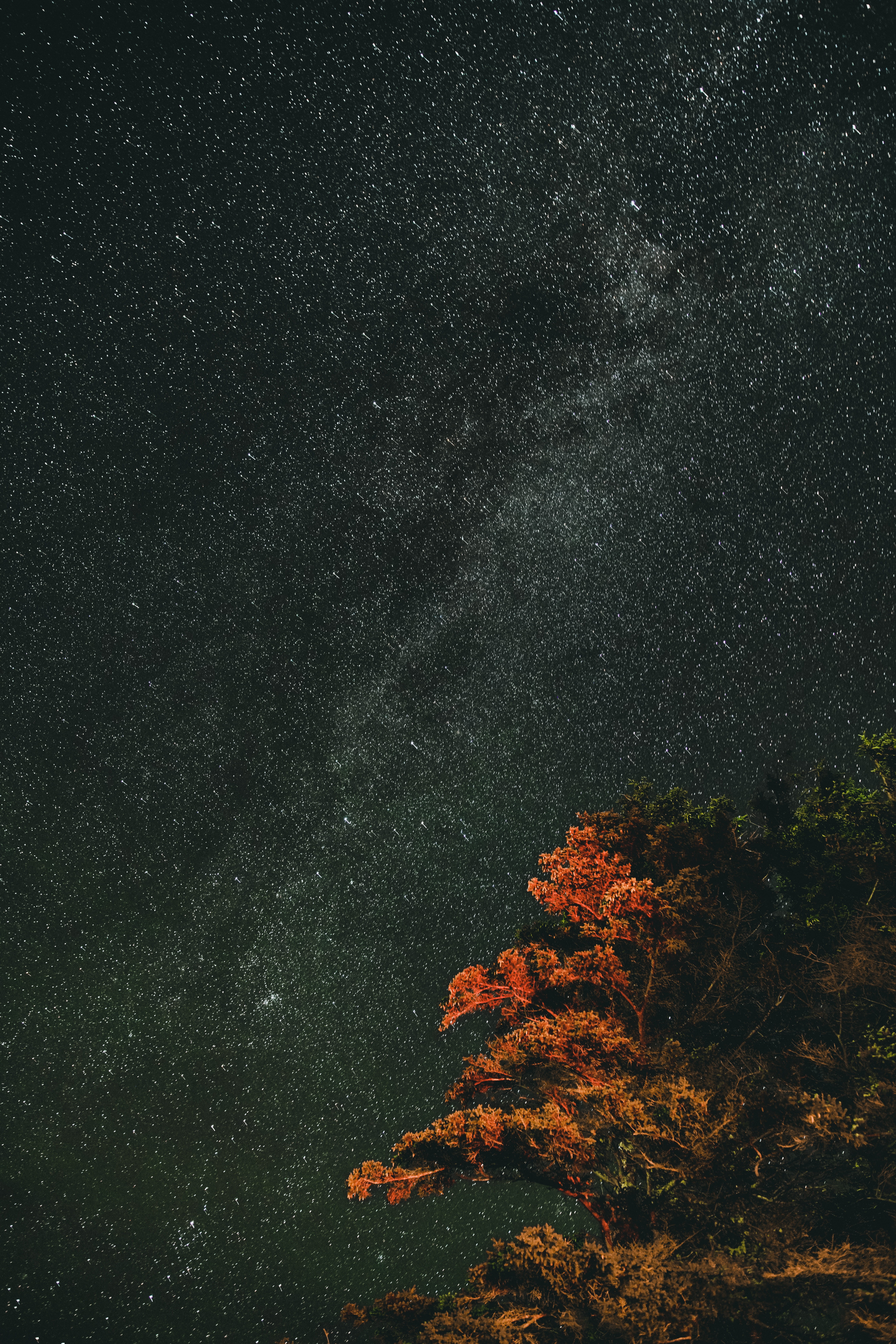 long exposure, angle, nebula, star - Space, sky, tree, dark, stars, evening, no People, astrophotography, backgrounds, forest, black Color, astronomy, woodland, Phone HD Wallpaper