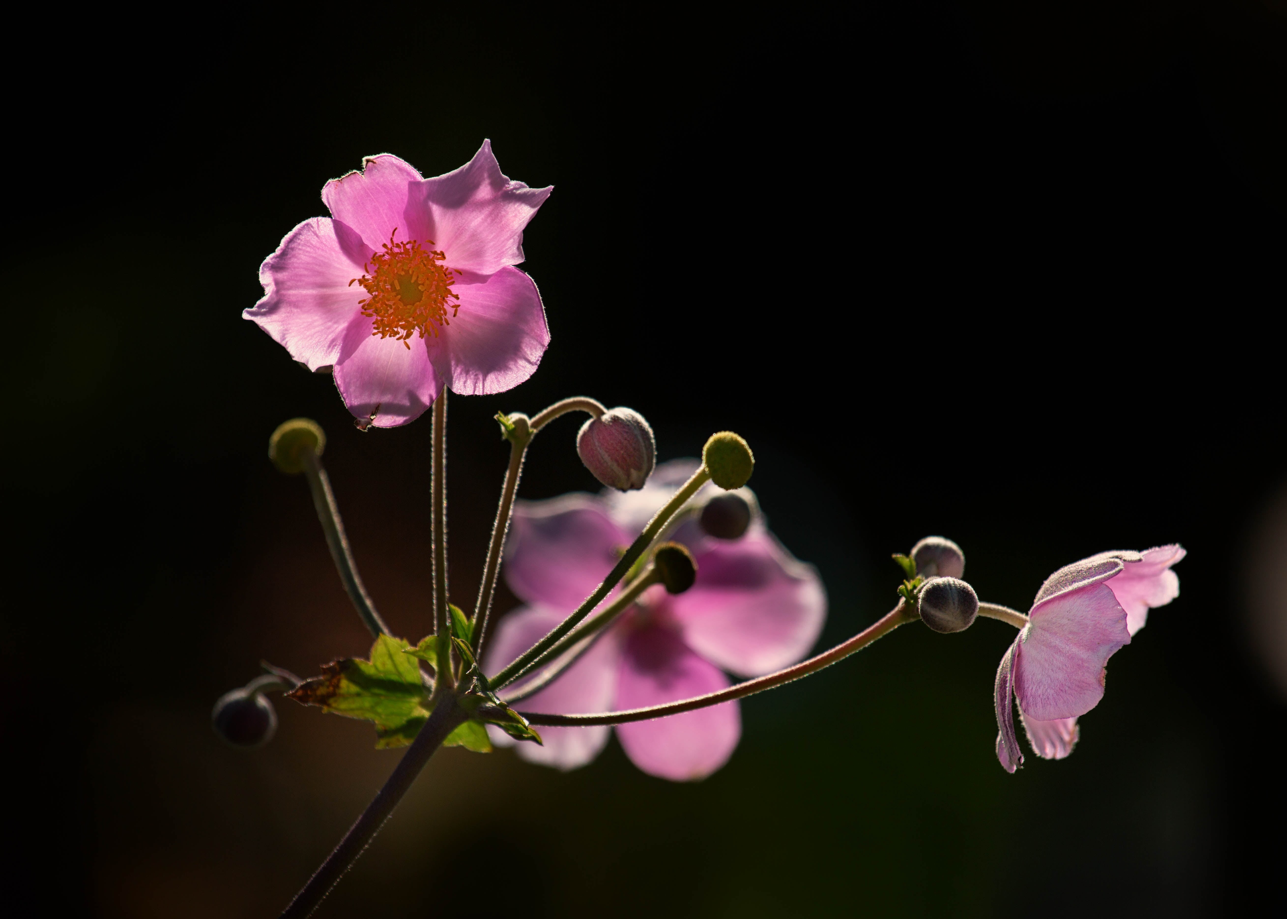Anemones, Denver Botanic Gardens, Colorado, purple, beauty In Nature, pink Color, floral, flower, purple flower, close-up, 5K, nature, Japanese, petal, HD Wallpaper