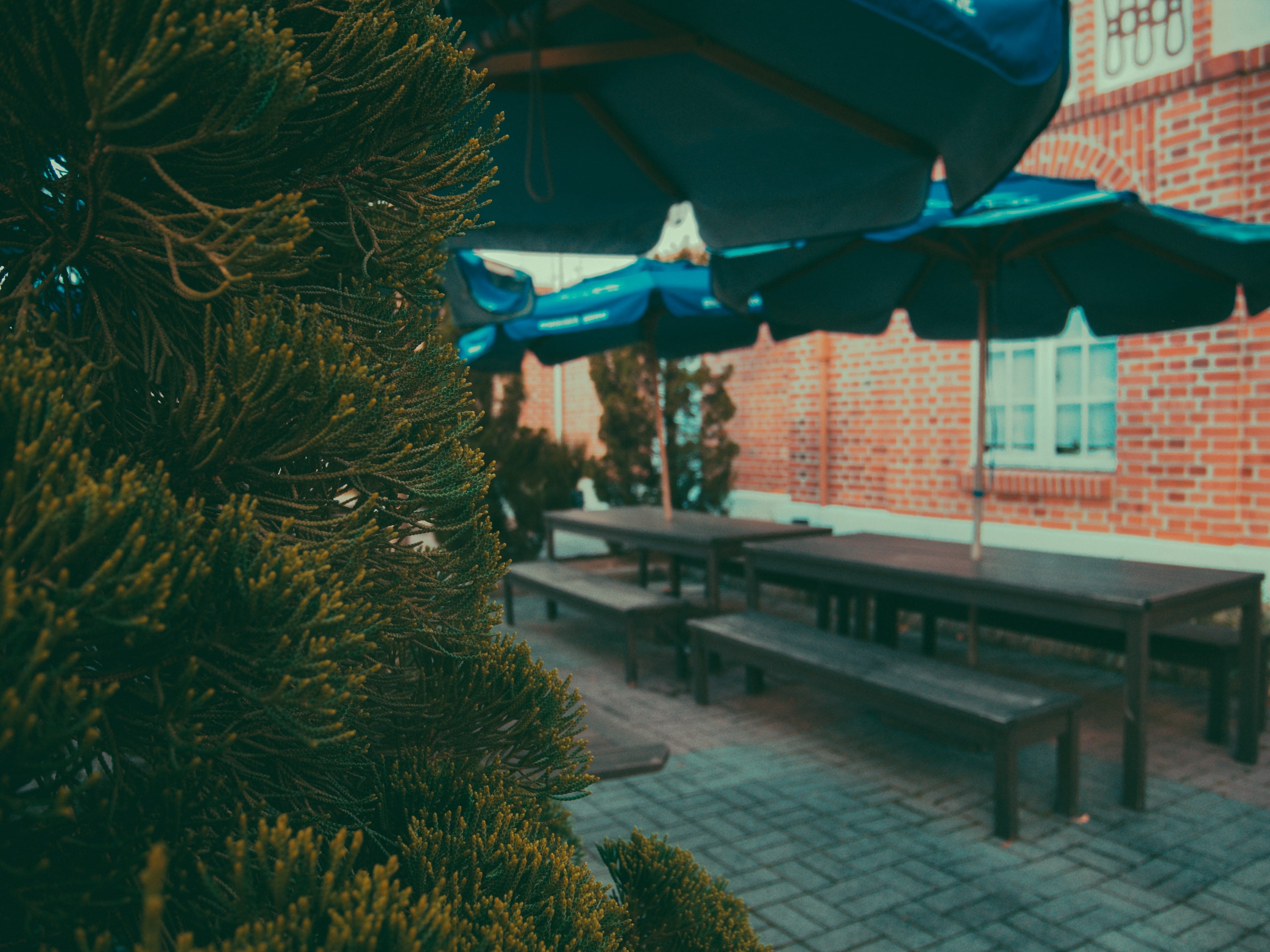 urban, benches, wood, exterior, umbrellas, bricks, plant, built structure, green, roof, pine trees, seat, nature, 2K, footpath, no people, decoration, HD Wallpaper