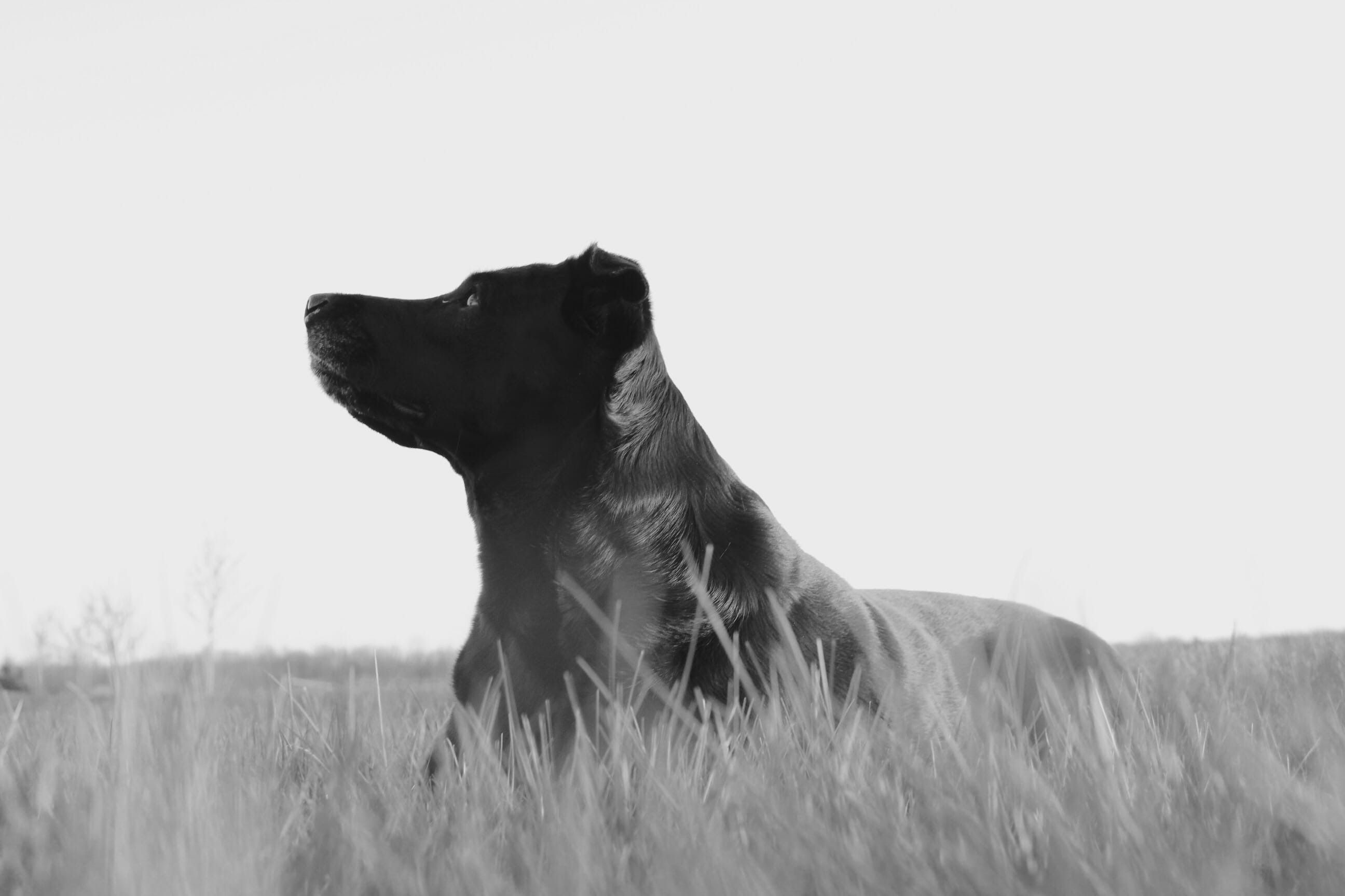 day, field, mouth open, grass, pet, domestic, canine, stock, lab, fur, one animal, plant, clear sky, profile view, puppy, vertebrate, 2K, land, pets, dog, HD Wallpaper
