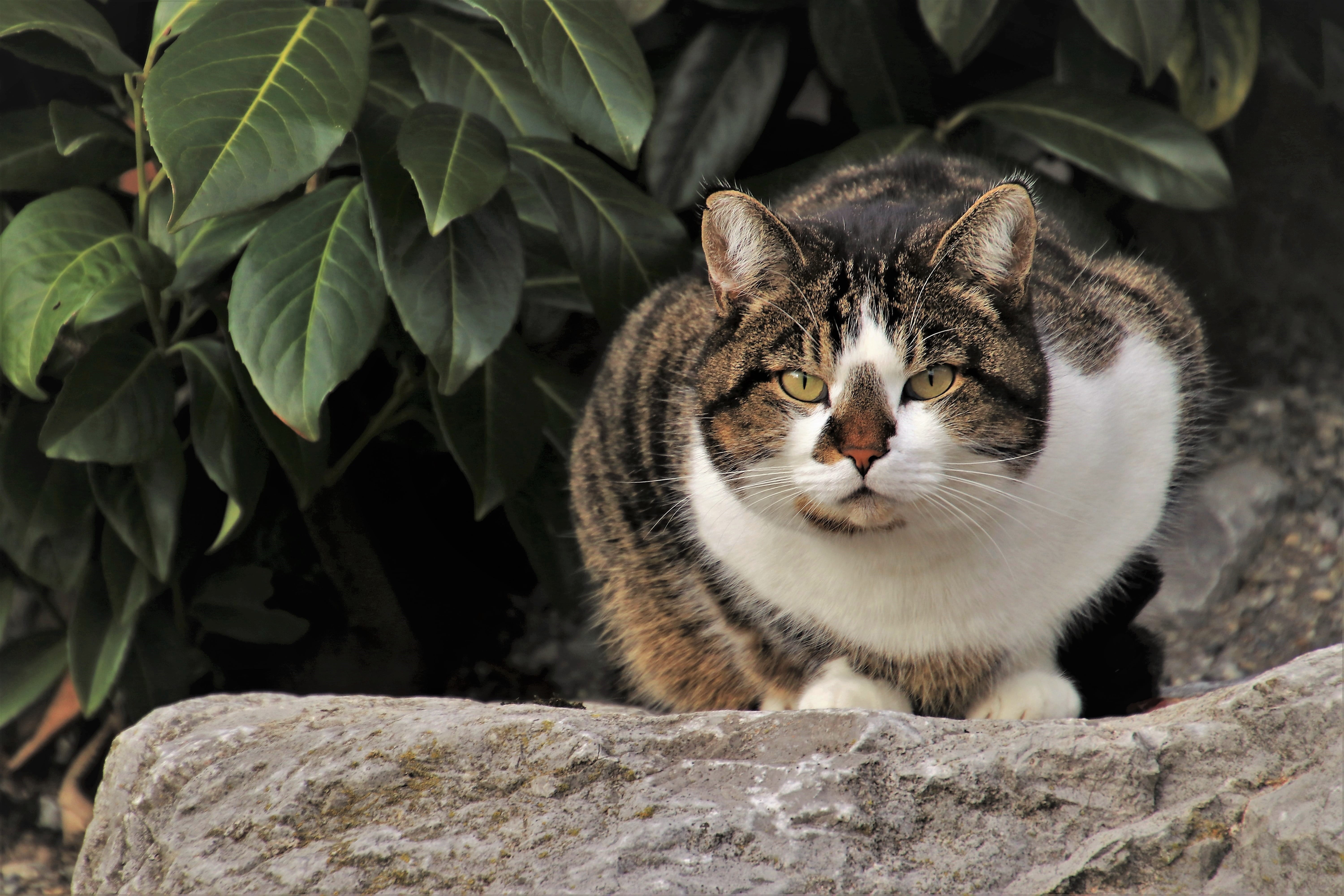 no people, animals, pinto, in the garden, close-up, fur, kitty, domesticated, day, mammal, looks, whisker, animal themes, plant part, domestic animals, HD Wallpaper