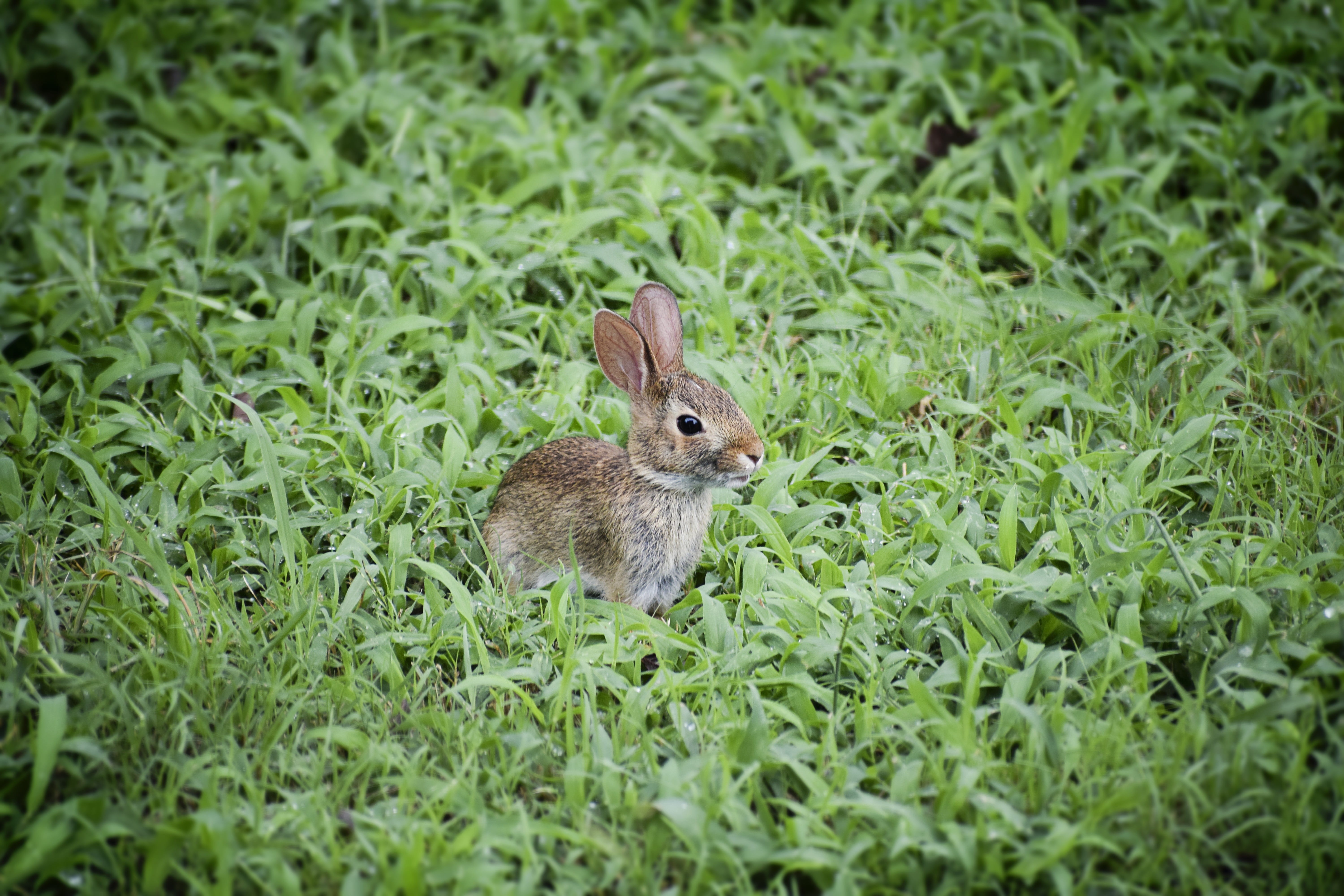 vertebrate, young, baby mammal, childhood, hare, light, 5K, easter, green color, day, field, pet, growth, playful, green, girl, cute, outdoors, funny, HD Wallpaper
