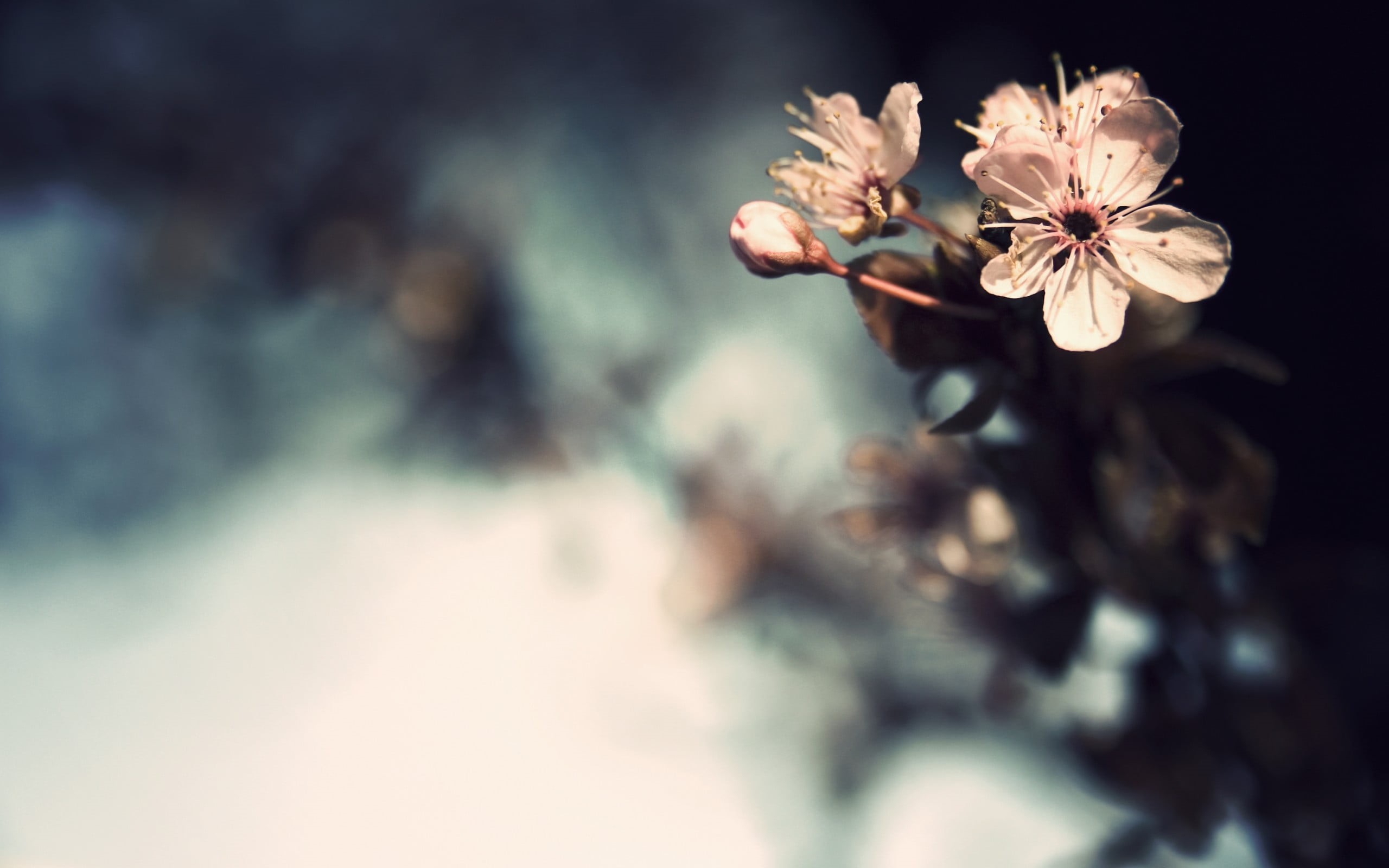 focus on foreground, no people, pollen, nature, blossom, flowering plant, growth, flowers, beauty in nature, petal, vulnerability, petaled, 2K, bokeh, HD Wallpaper