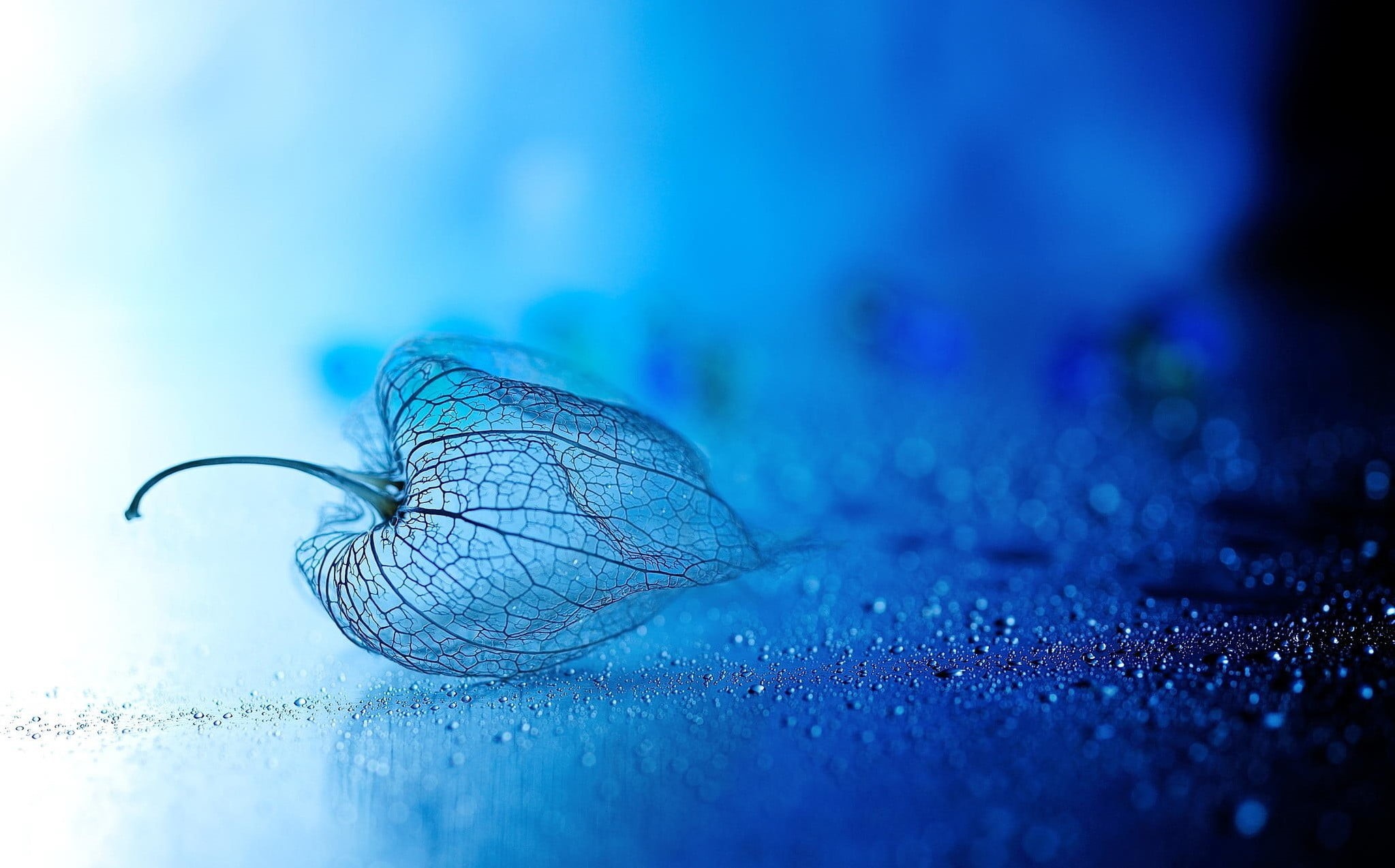 leaf, animal wildlife, small, outdoors, clear, insect, animal themes, water, animals in the wild, wet, close-up, extreme close-up, marine, one animal, food, HD Wallpaper