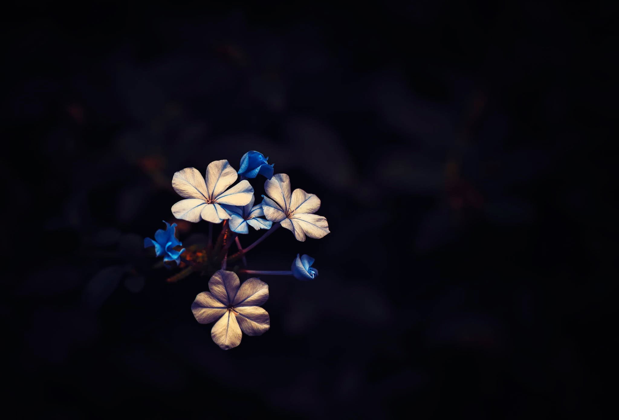 selective focus, nature, freshness, flower, flowers, no people, plants, flowering plant, focus on foreground, black background, flower head, inflorescence, HD Wallpaper
