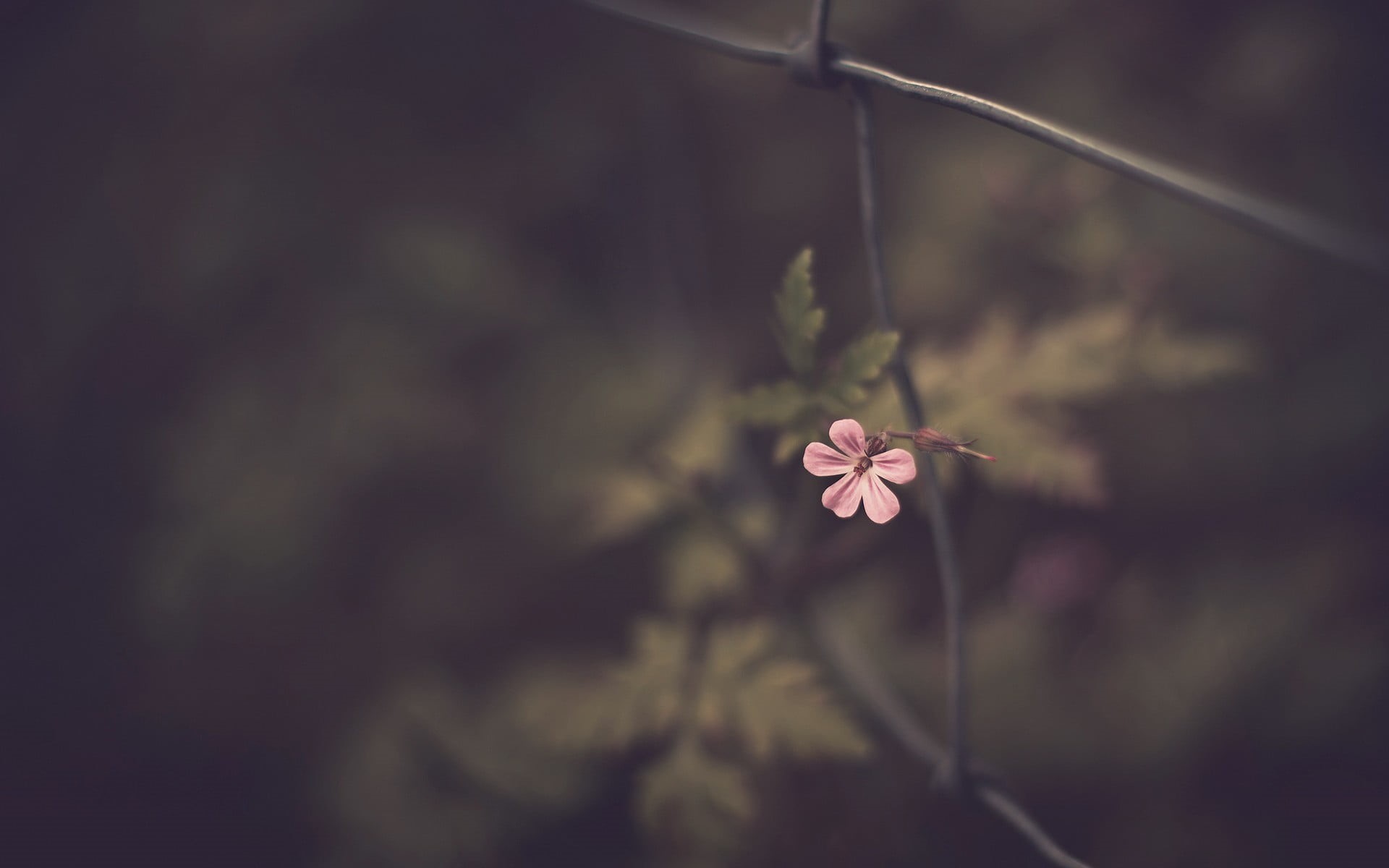 blossom, plant, vulnerability, fragility, photography, plant stem, petaled, plants, nature, pink Color, malva, green Color, summer, no People, backgrounds, HD Wallpaper